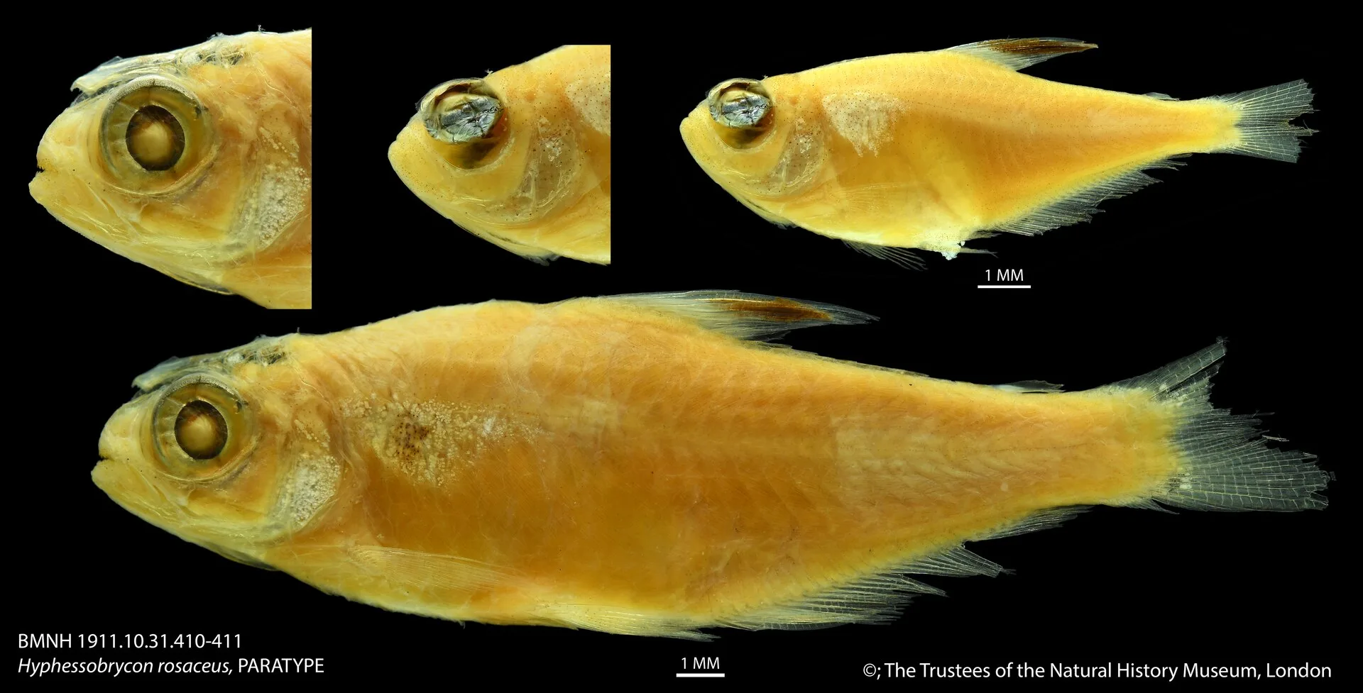 Rosy Tetra aquarium photo