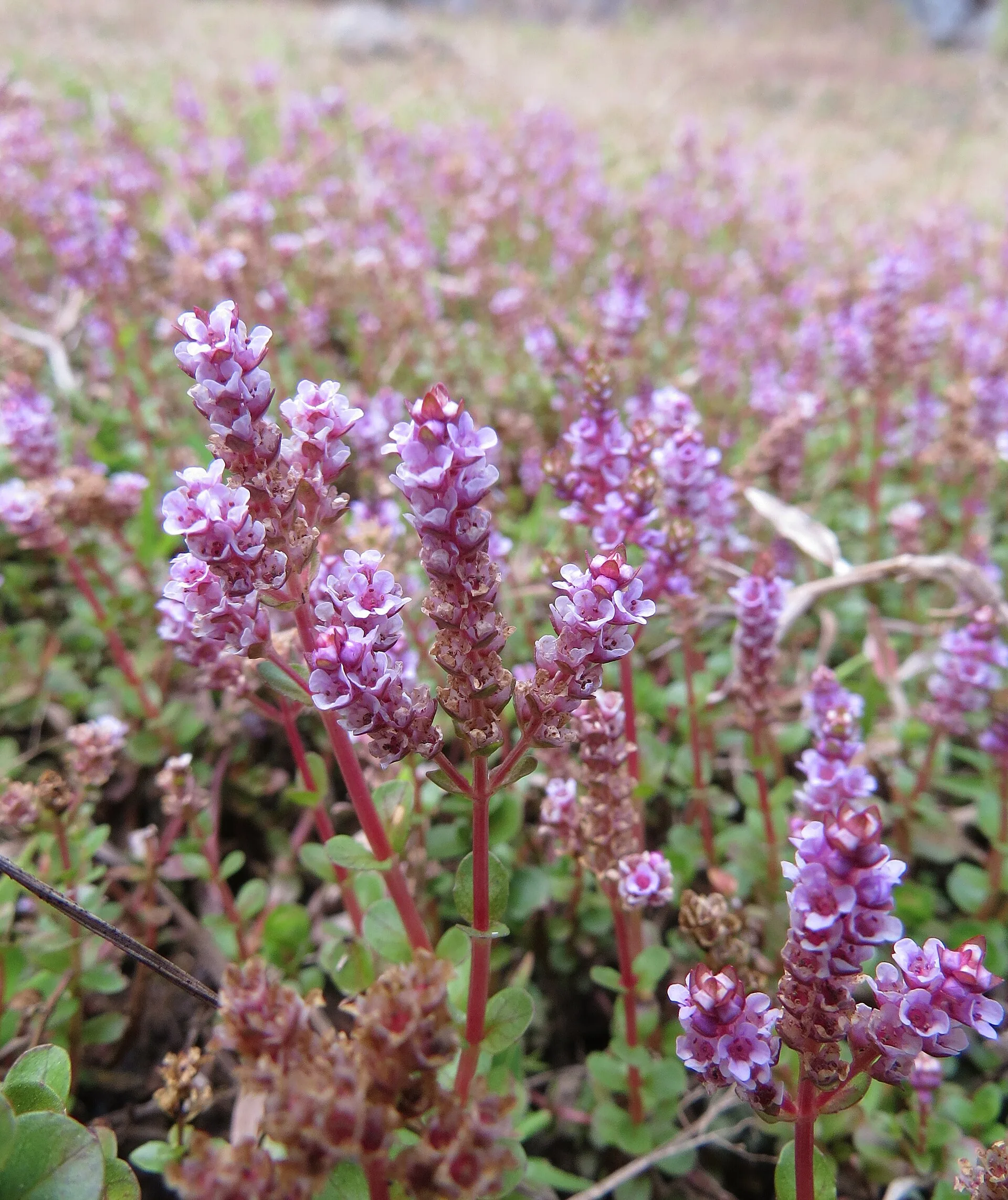 Rotala rotundifolia (Rotala rotundifolia)