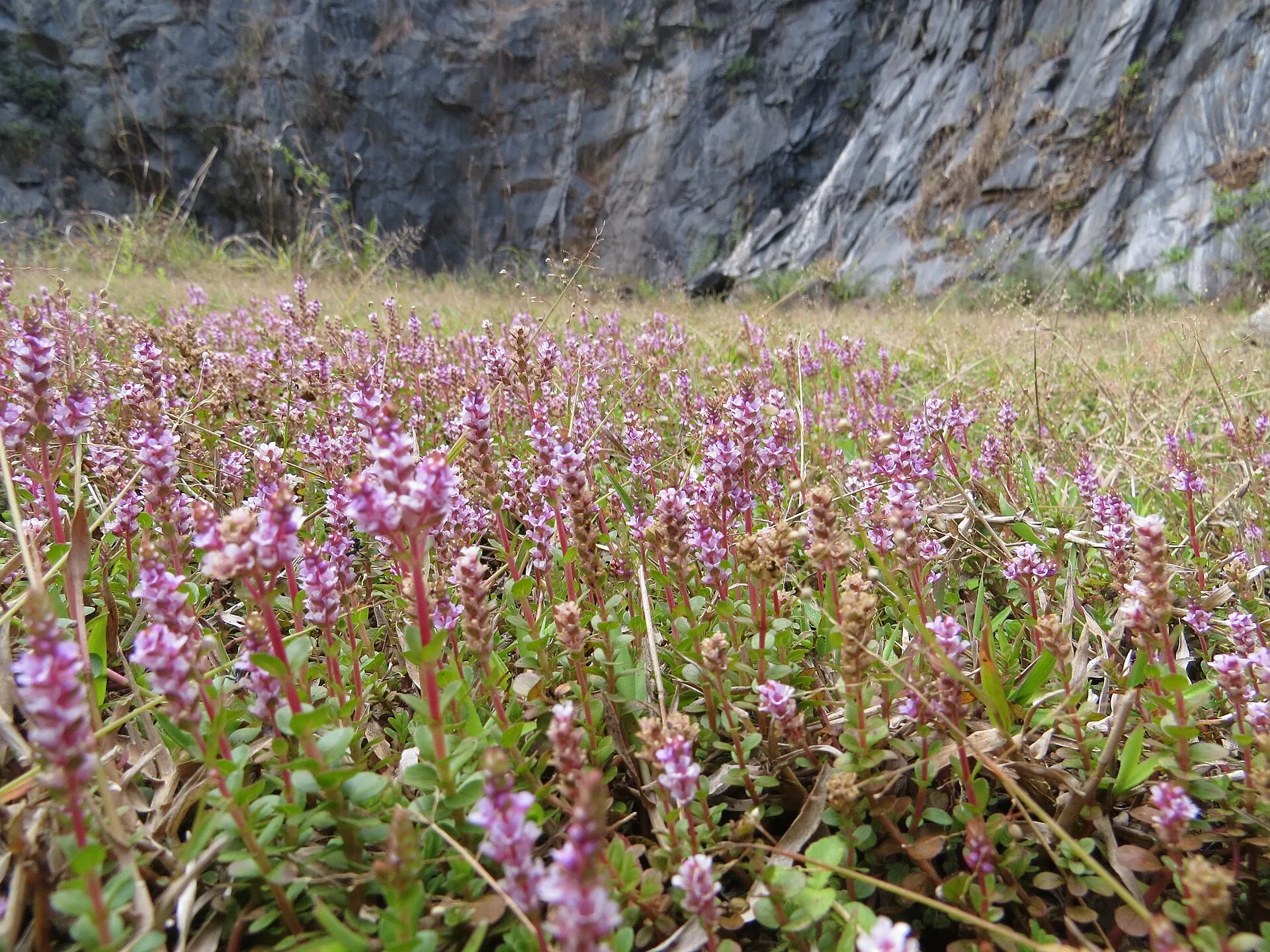 Rotala rotundifolia growing in a planted tank