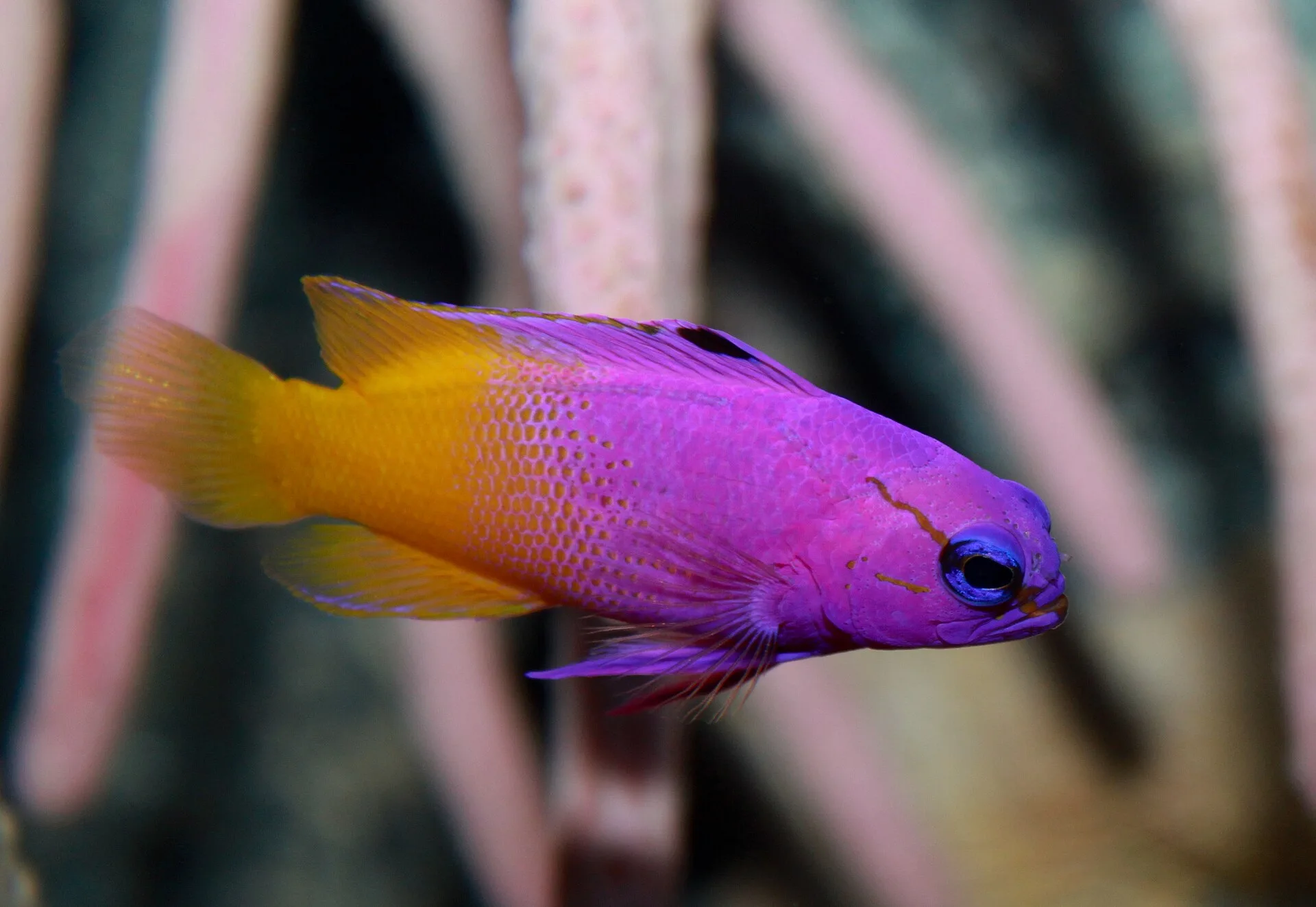 Royal Gramma aquarium photo