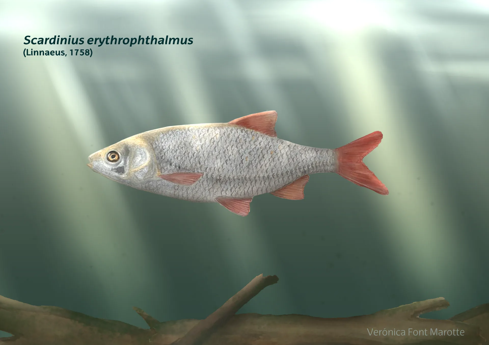 Rudd (Scardinius erythrophthalmus)