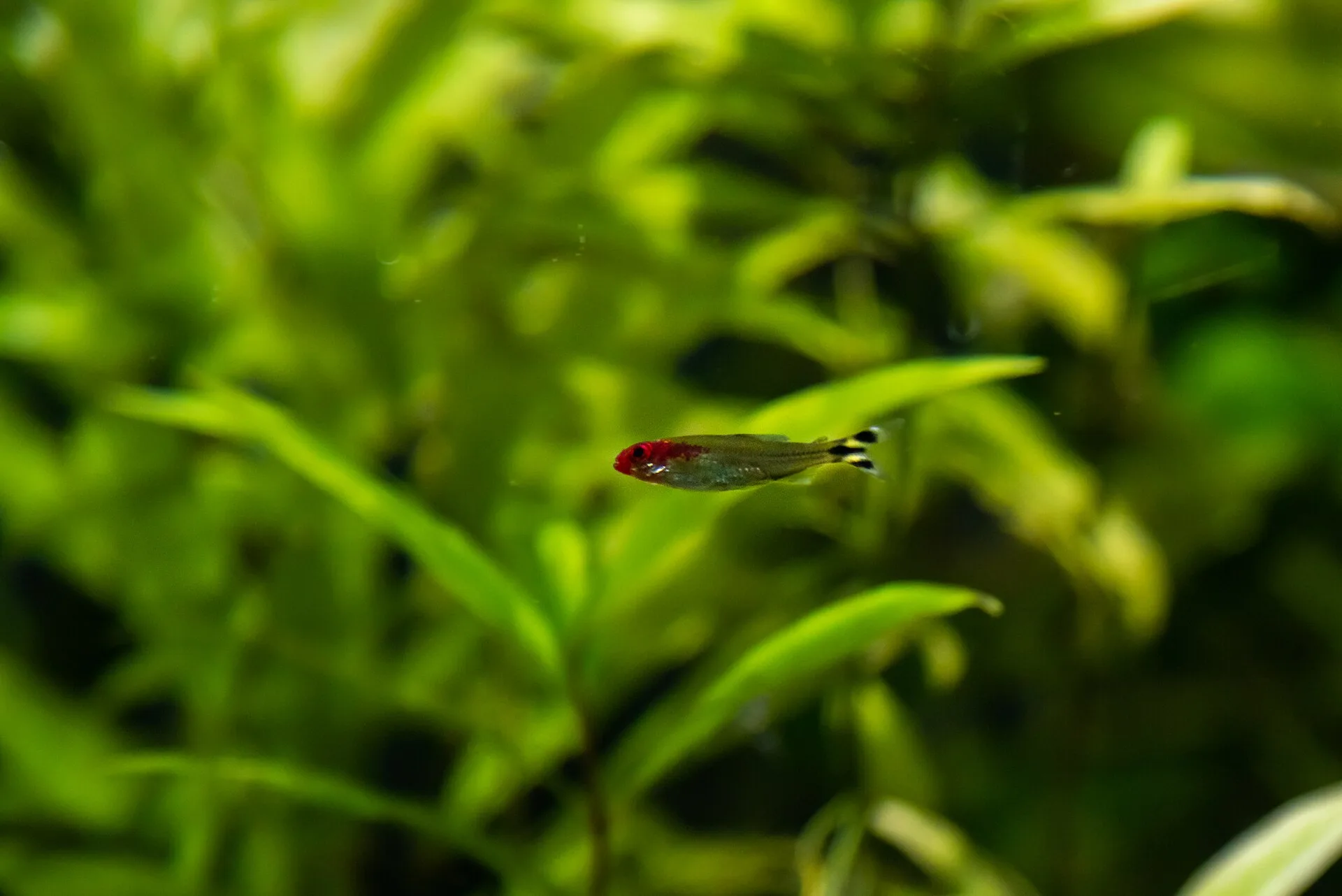 Rummynose Tetra in aquarium