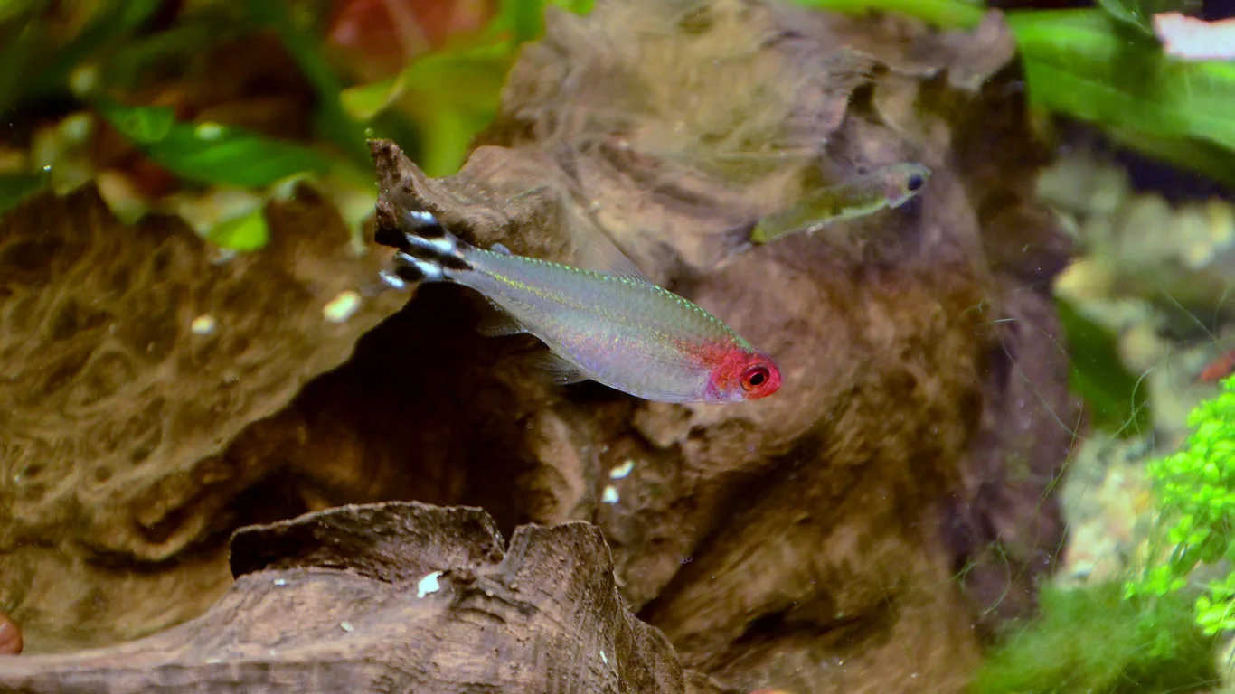 Rummynose Tetra natural colour and form