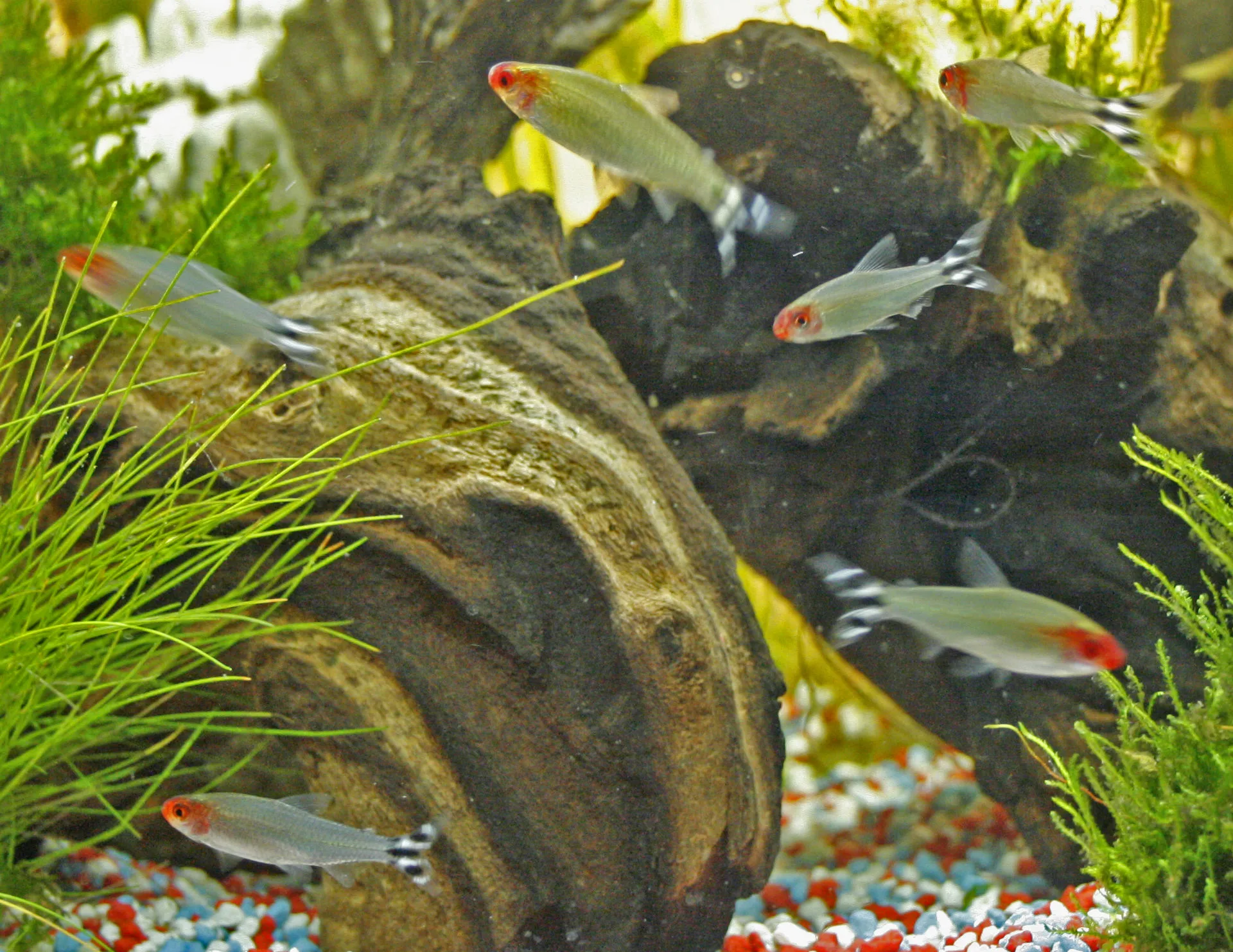 Rummynose Tetra (Hemigrammus rhodostomus)
