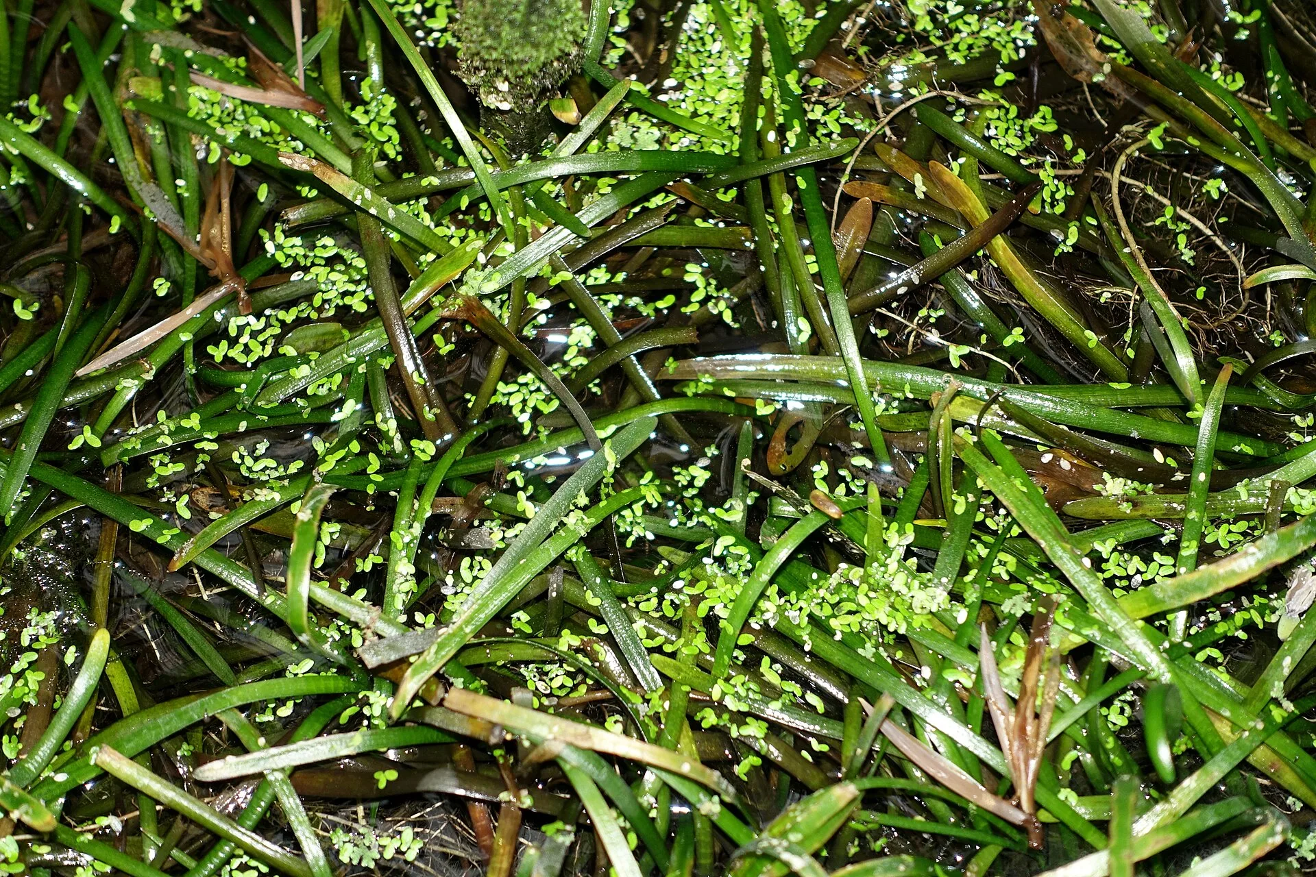 Dwarf Sagittaria (Sagittaria subulata) leaf detail
