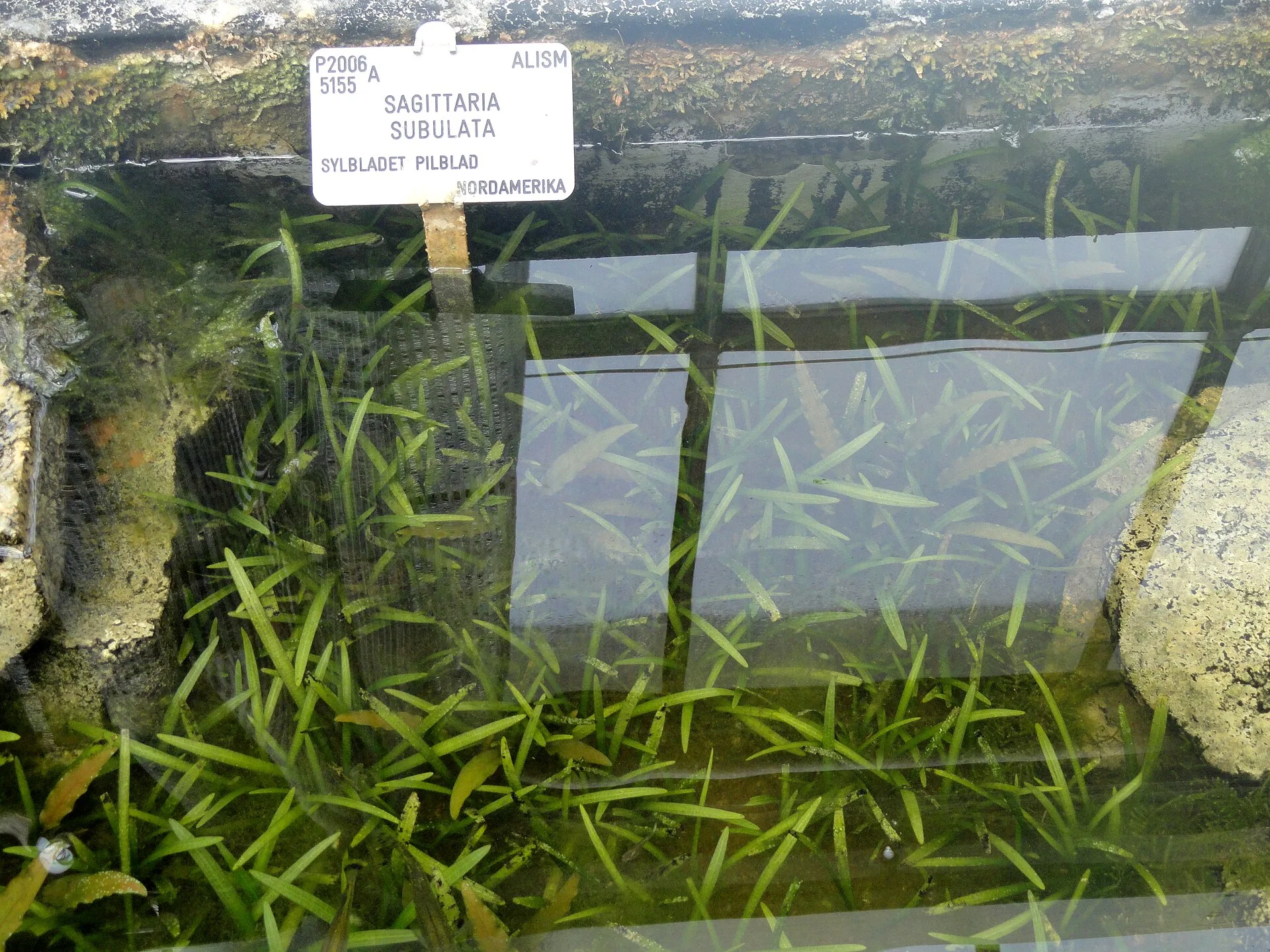 Dwarf Sagittaria growing in a planted tank
