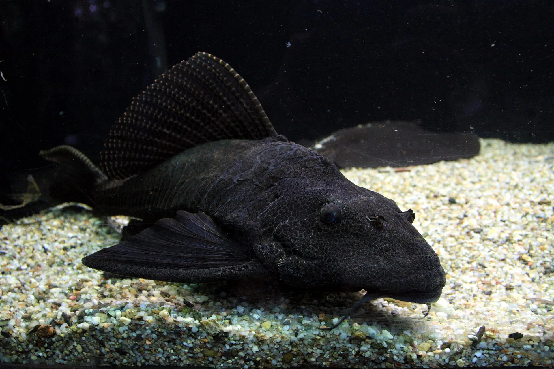 Sailfin Pleco aquarium photo