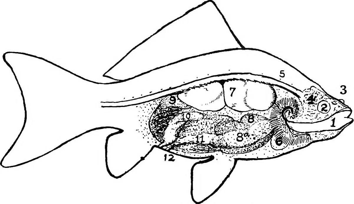 Saltwater Beginner Fish Shortlist