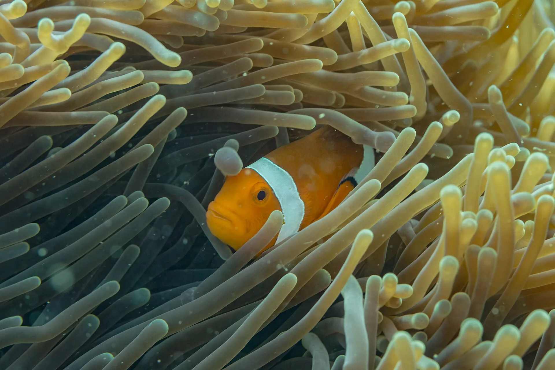 Saltwater Beginner Fish Shortlist