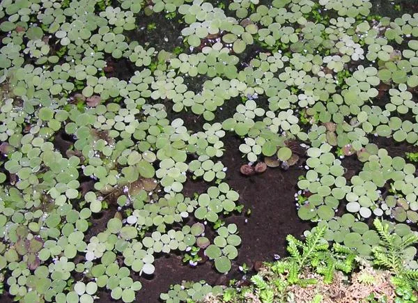 Salvinia natans (Salvinia natans)
