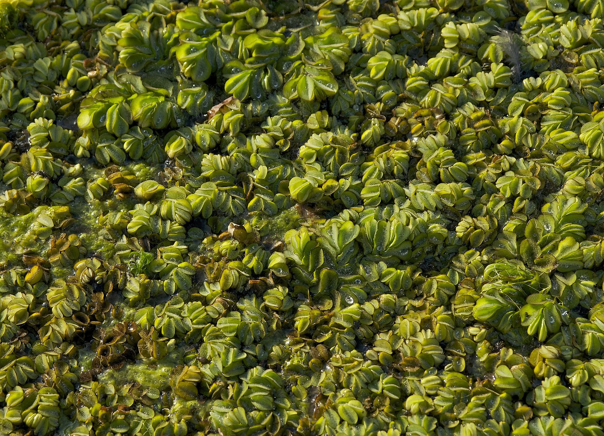 Salvinia natans aquarium plant