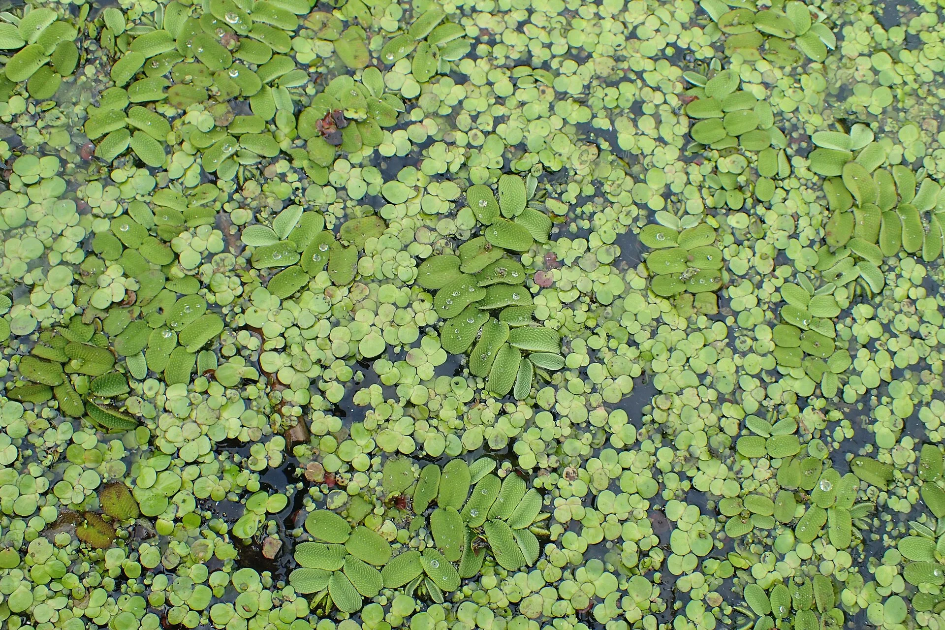 Salvinia natans growing in a planted tank