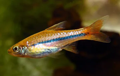 Sarawak Rasbora aquarium photo