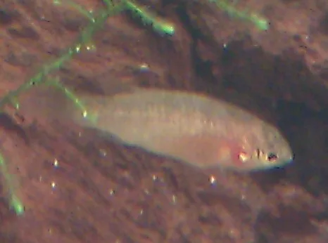 Scarlet Badis in aquarium
