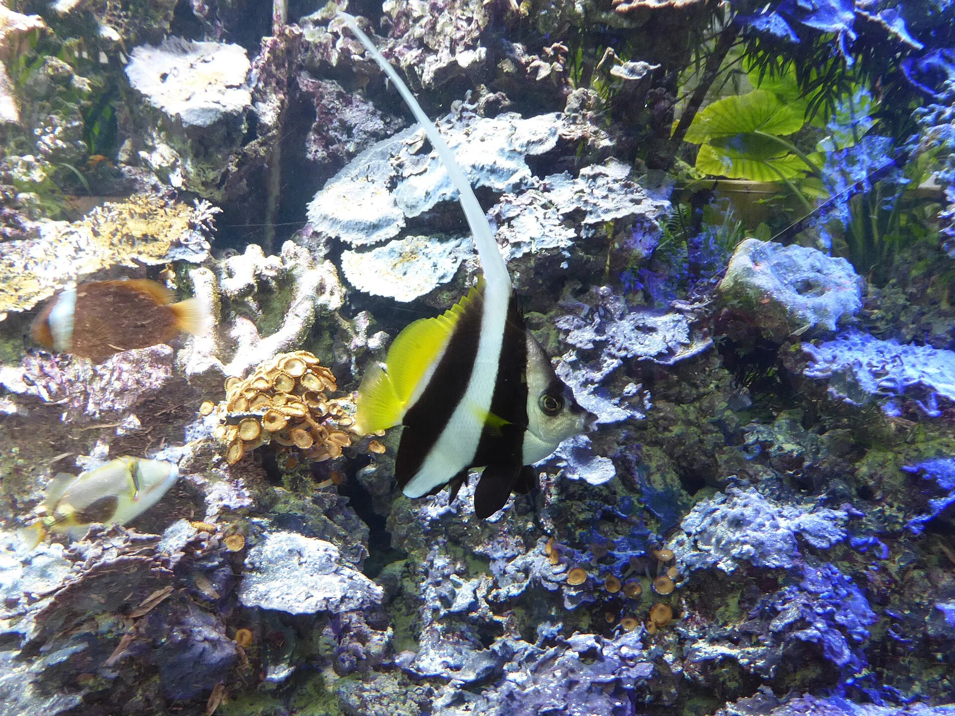 Schooling Bannerfish (Heniochus acuminatus)