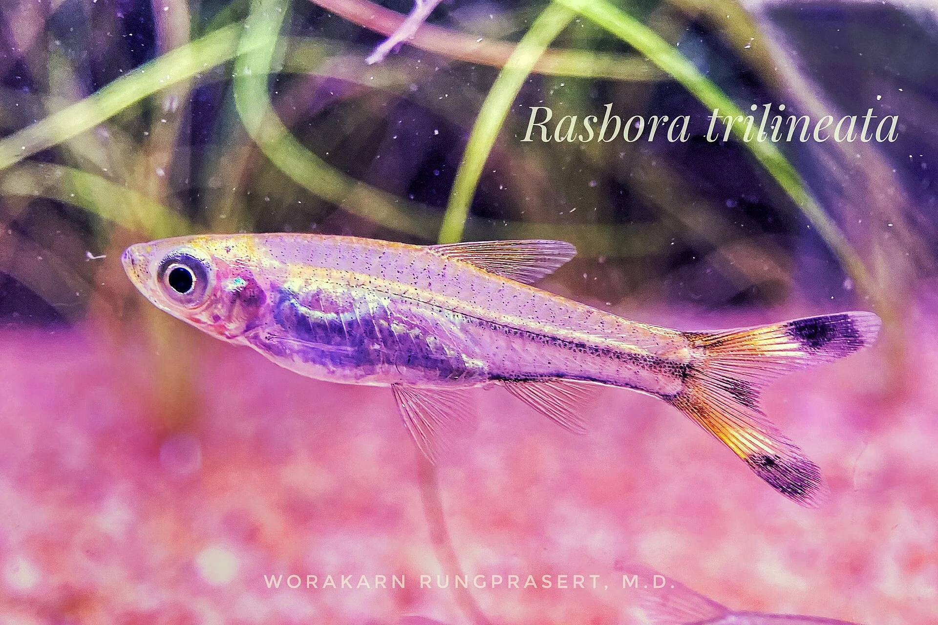 Scissortail Rasbora aquarium photo