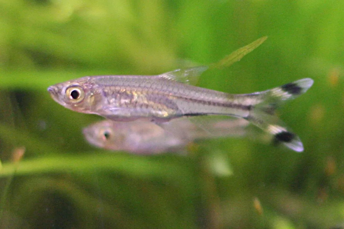 Scissortail Rasbora aquarium photo
