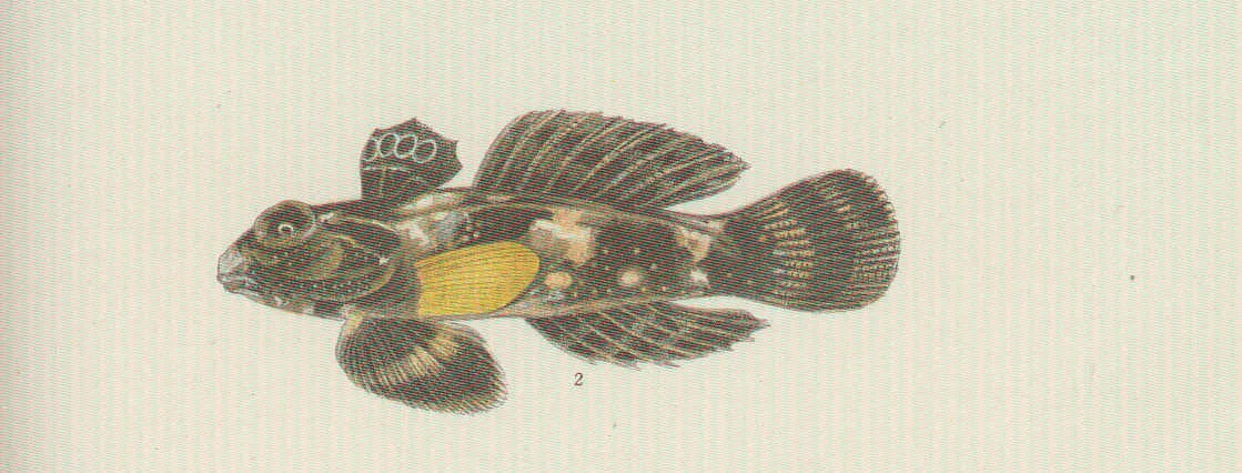 Close view of Scooter Blenny (Synchiropus ocellatus)