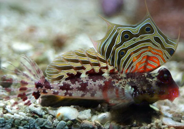 Scooter Blenny showing natural colour