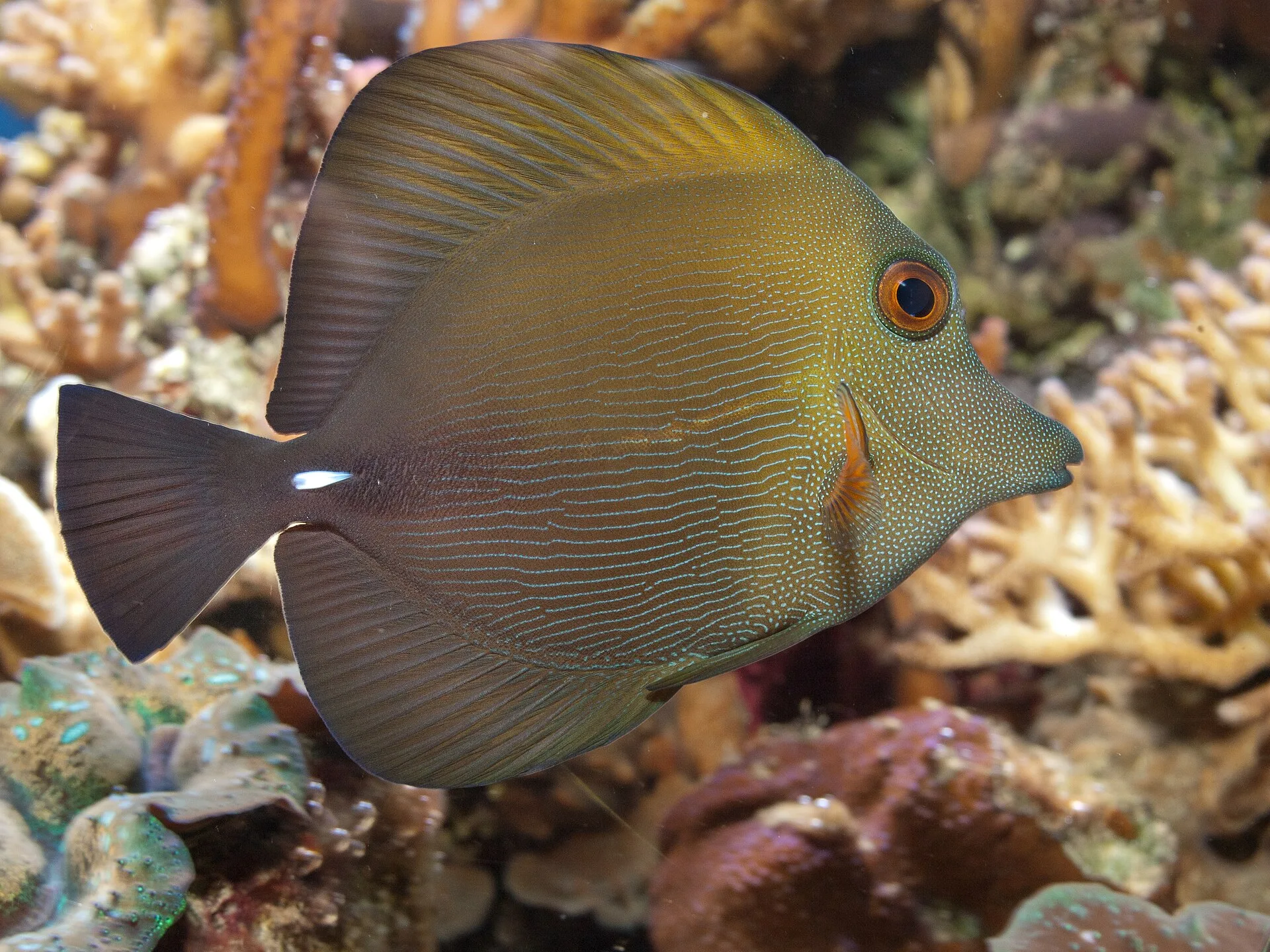 Scopas Tang (Zebrasoma scopas)