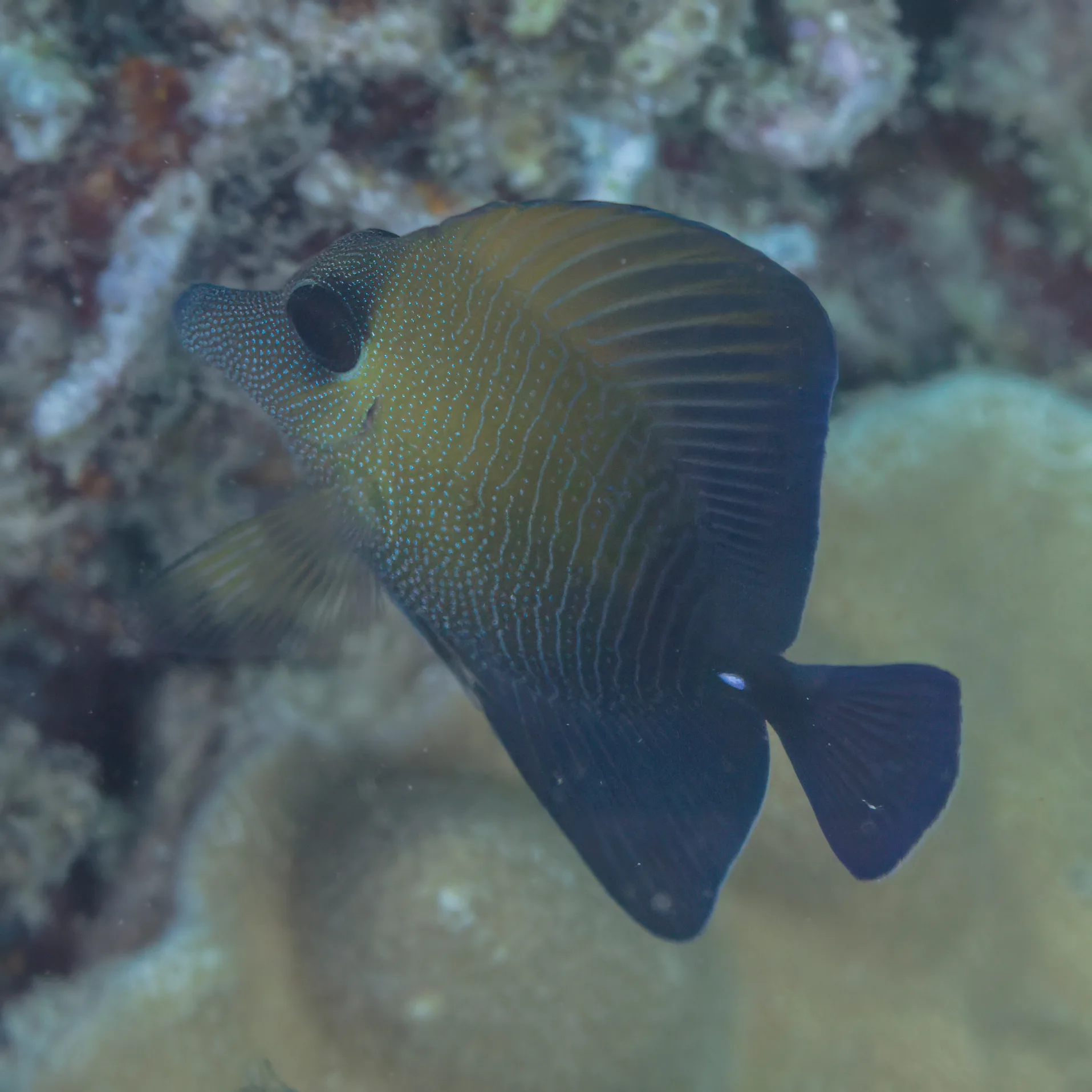Scopas Tang in aquarium