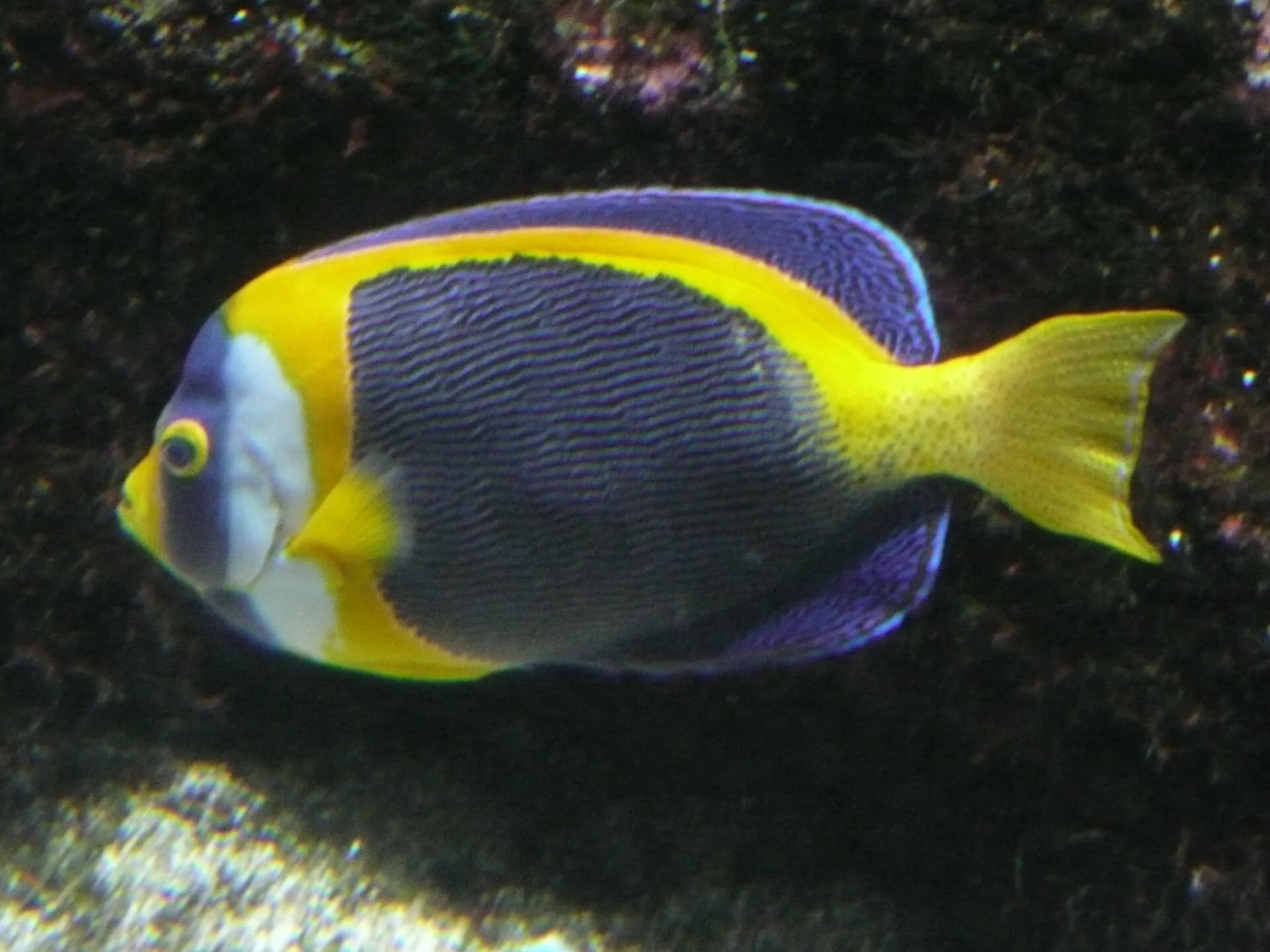 Scribbled Angelfish aquarium photo