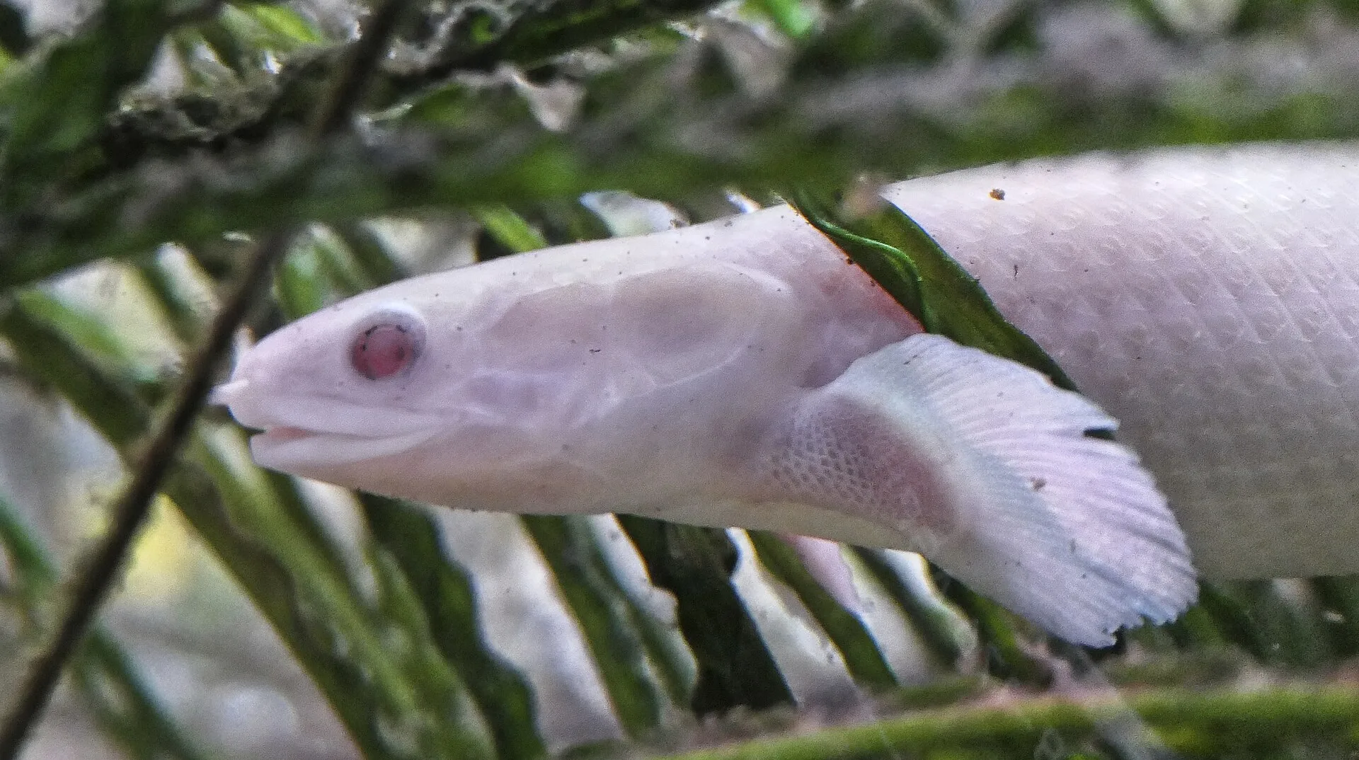 Senegal Bichir in aquarium