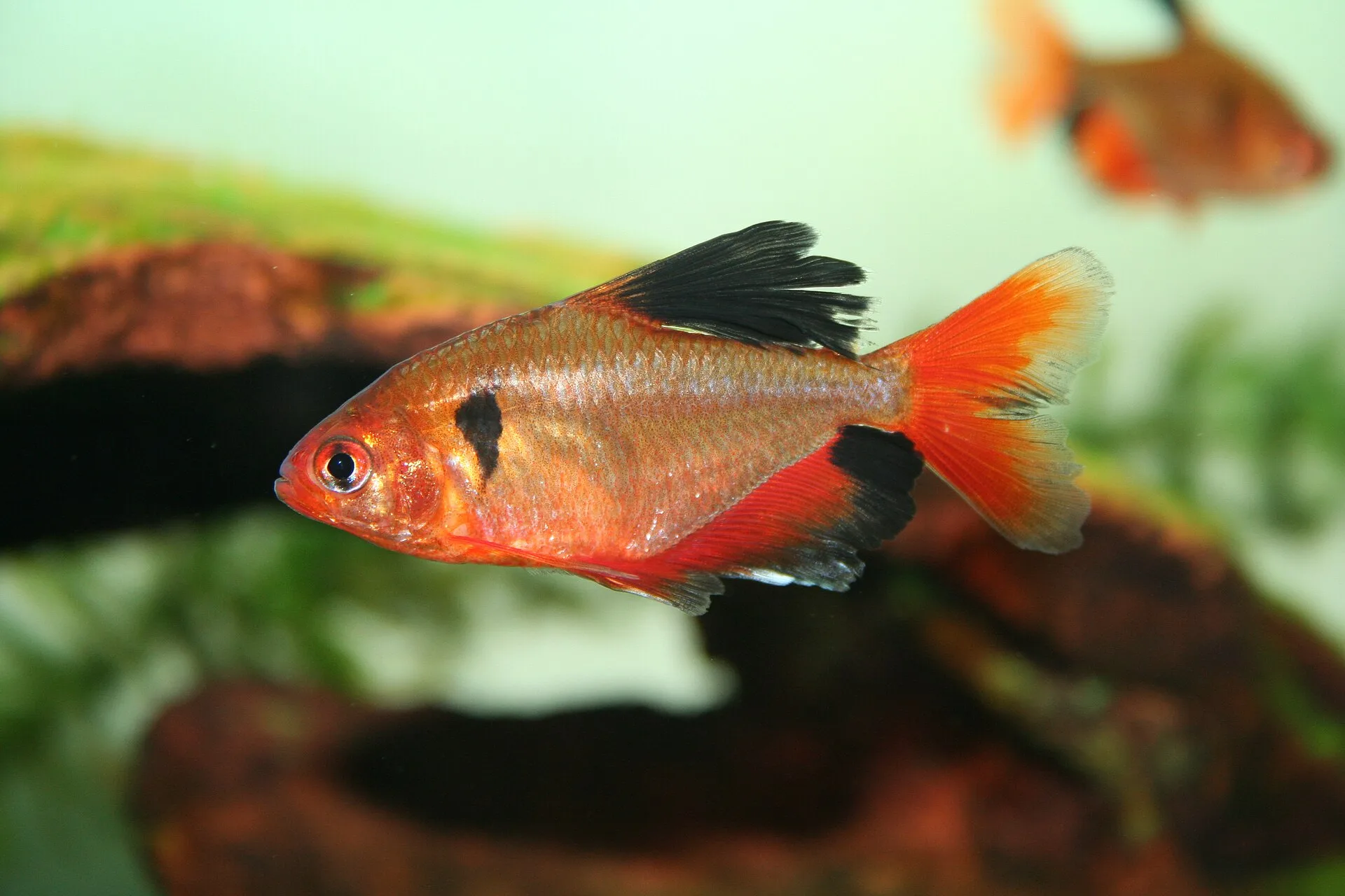 Serpae Tetra aquarium photo