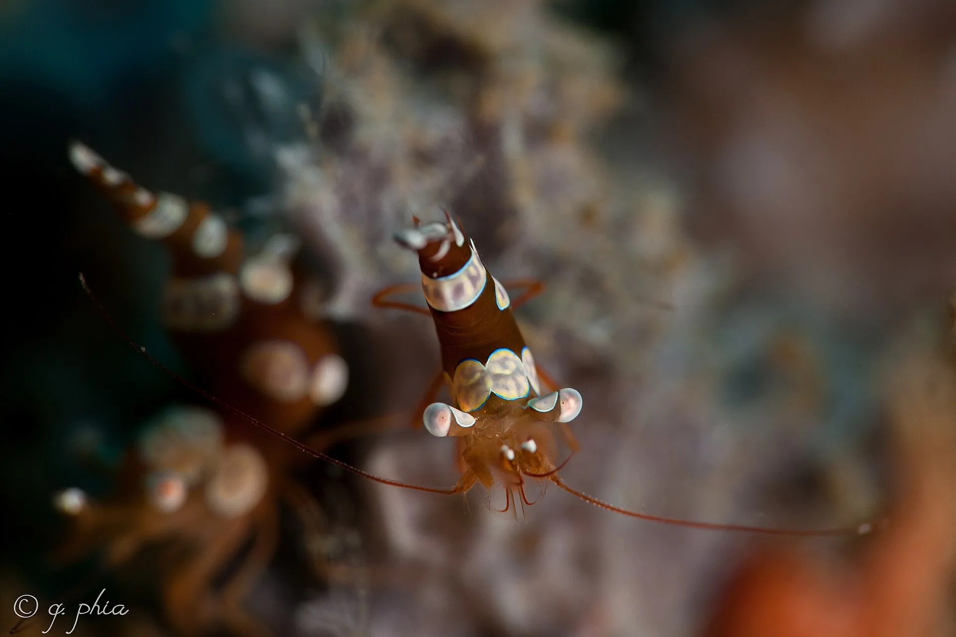 Sexy Shrimp aquarium photo