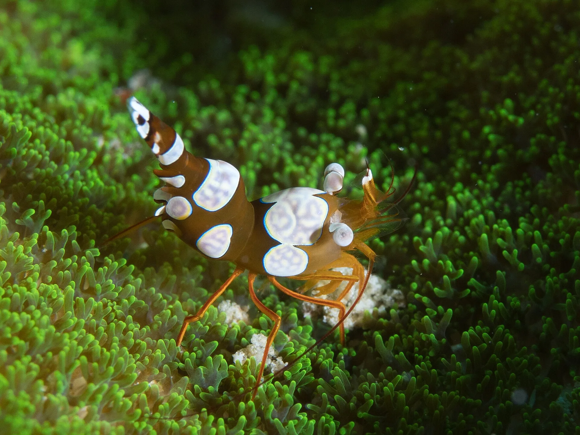Sexy Shrimp aquarium photo