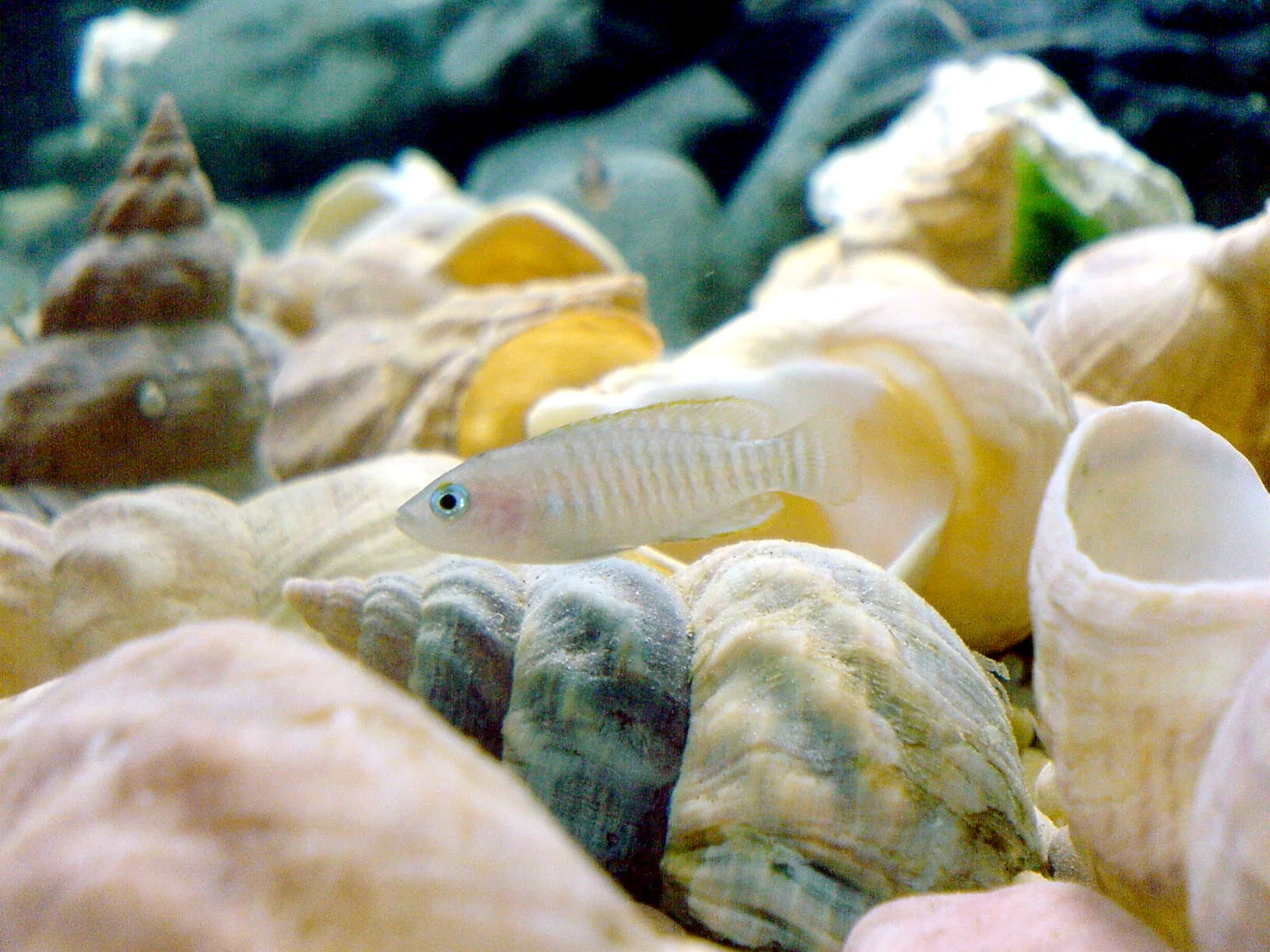 Shell Dweller aquarium photo