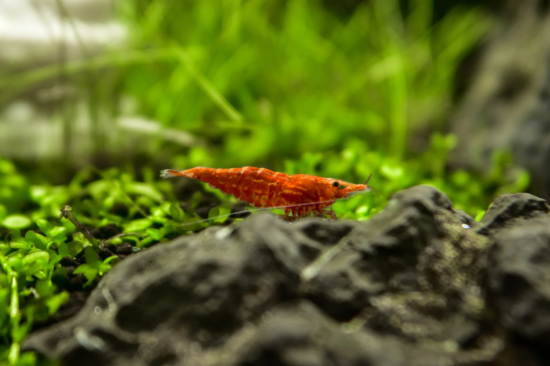 Red shrimp on aquarium surfaces