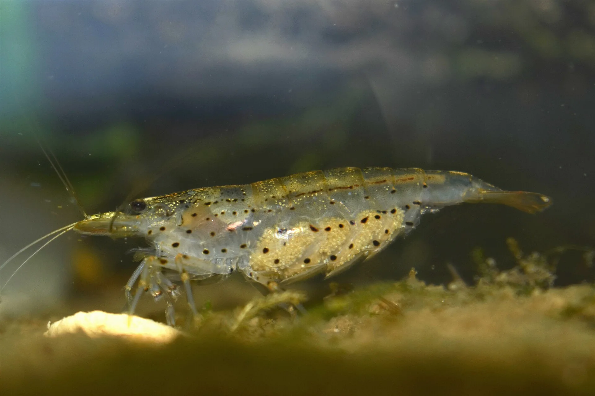 Shrimp foraging on biofilm