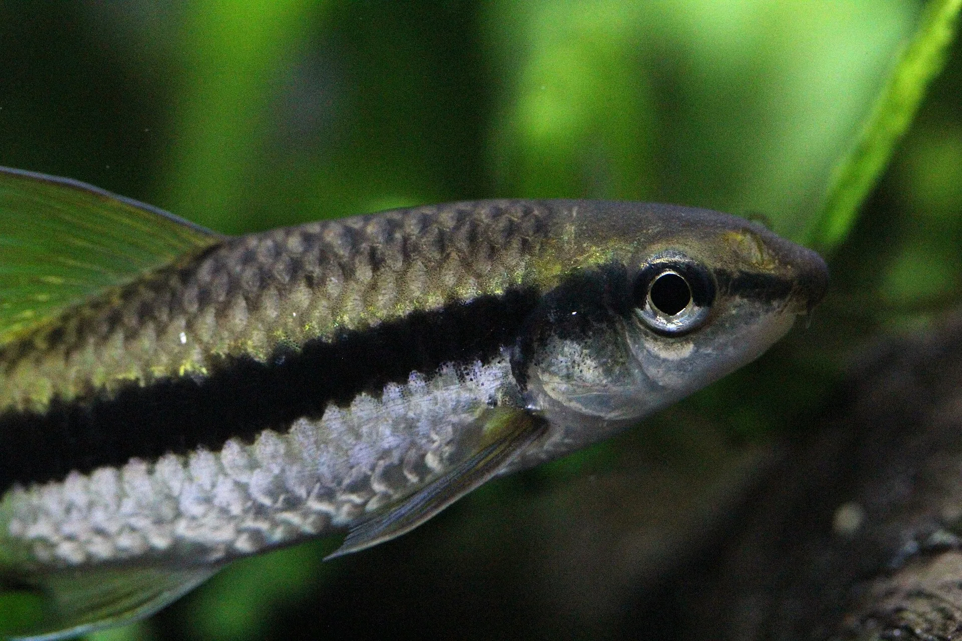 Siamese Algae Eater aquarium photo