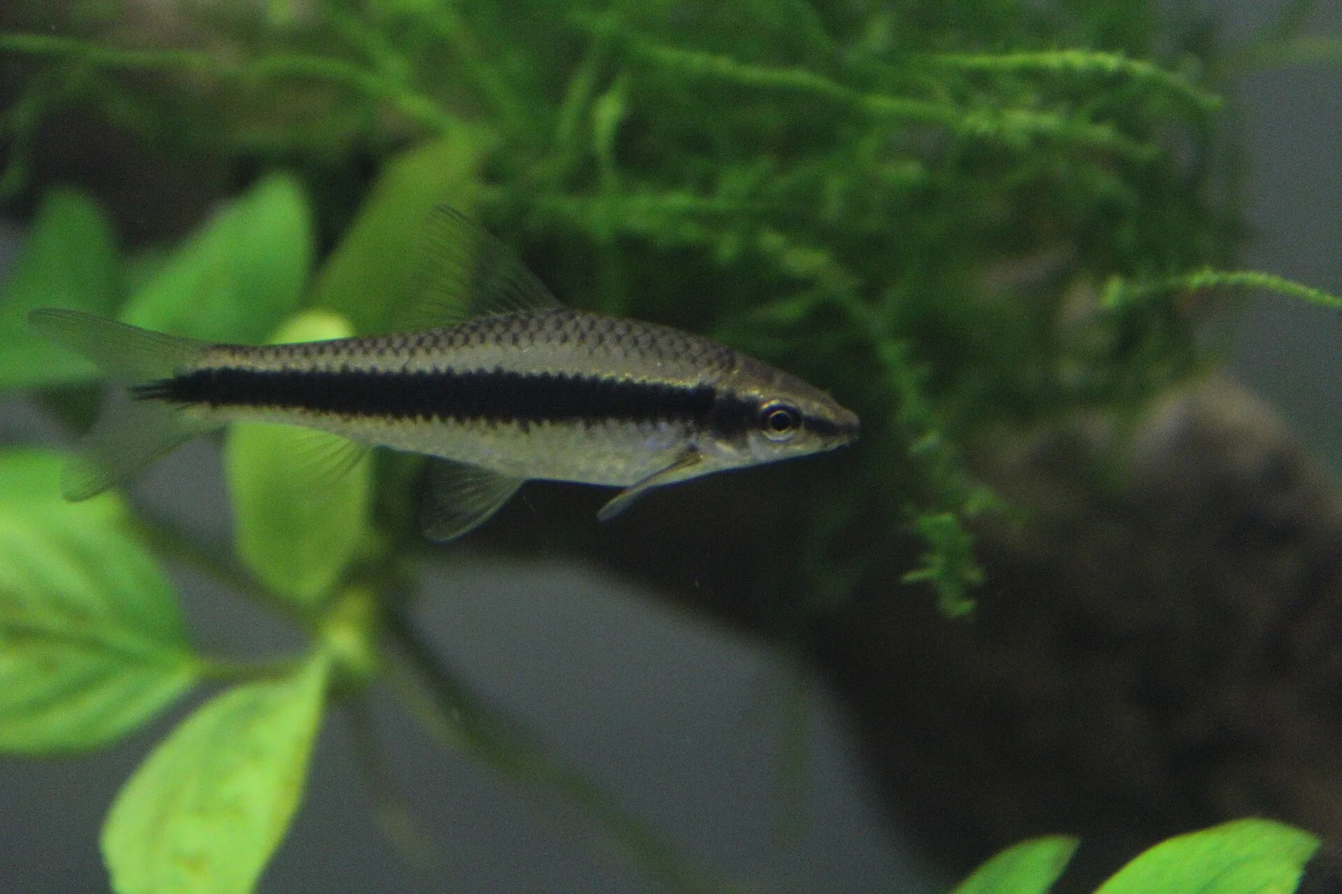 Siamese Algae Eater aquarium photo
