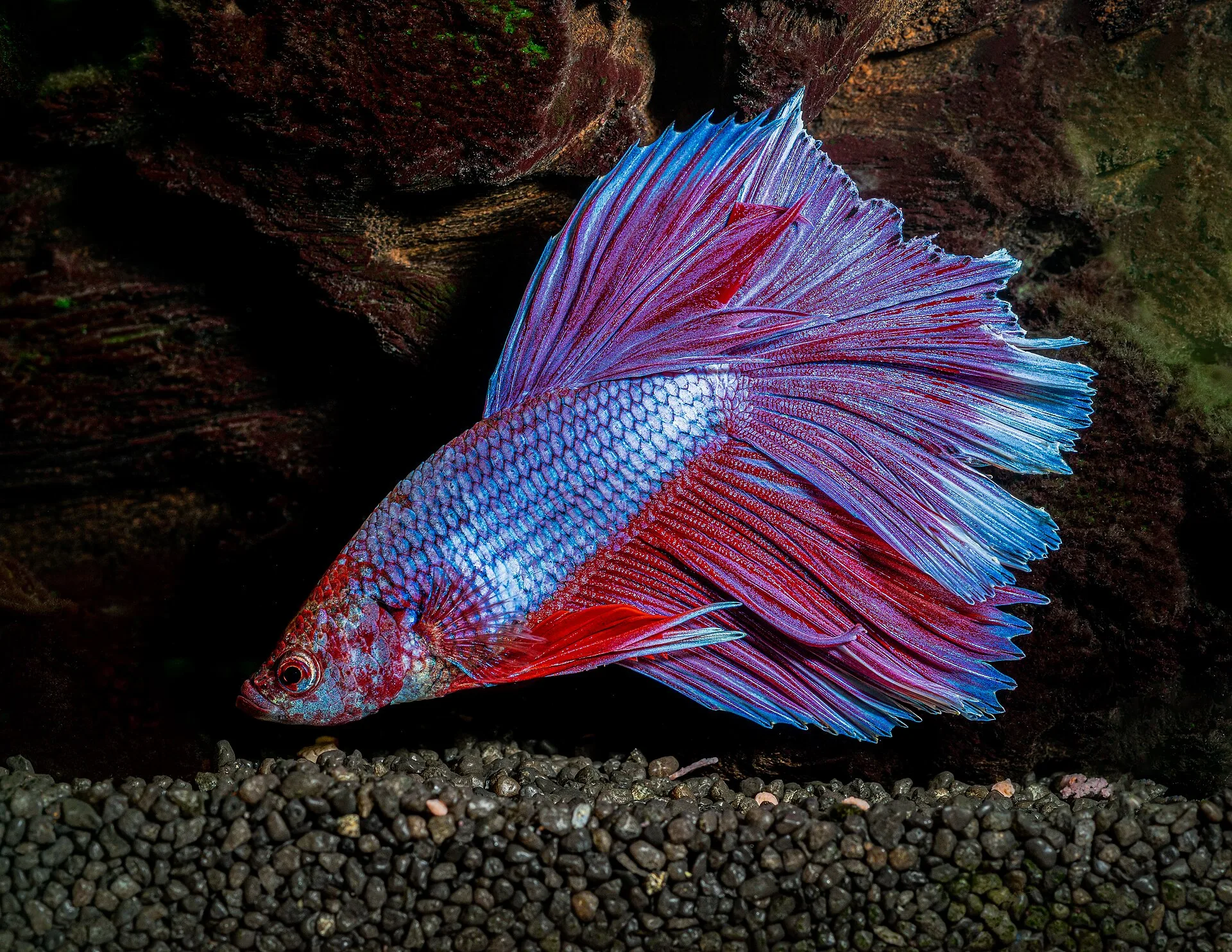 Siamese Fighting Fish aquarium photo
