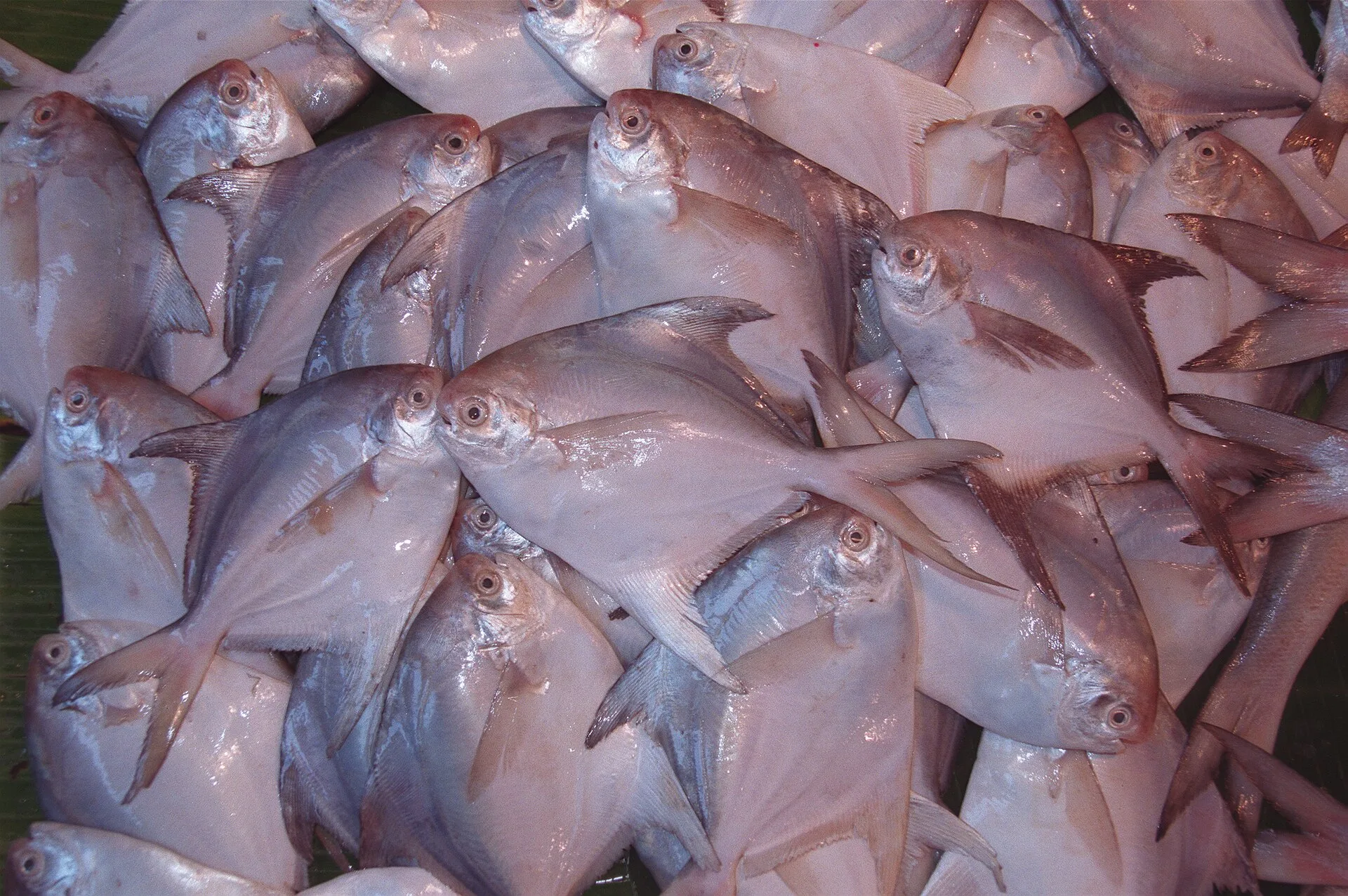 Silver Pomfret aquarium photo
