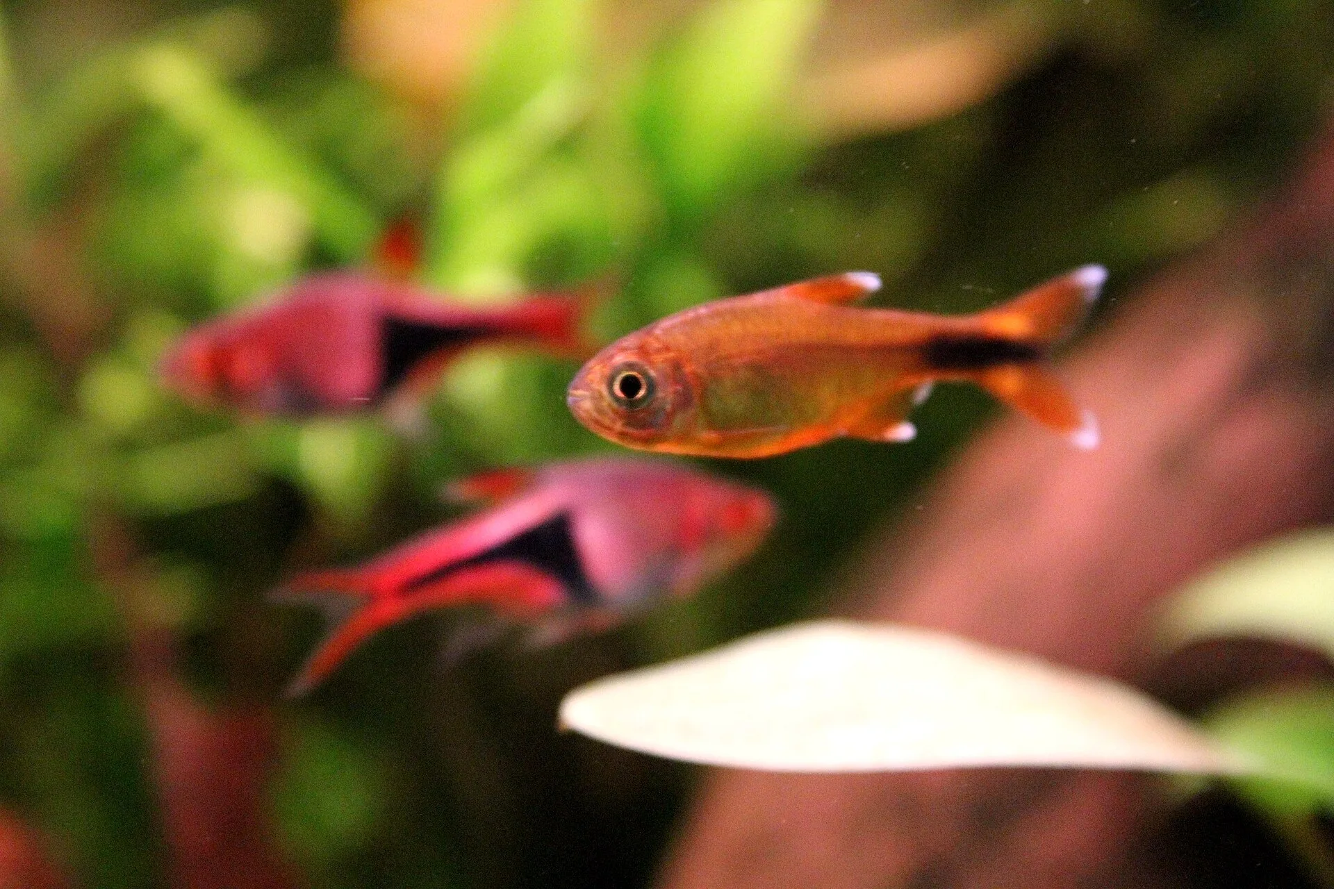 Silver Tip Tetra (Hasemania nana)
