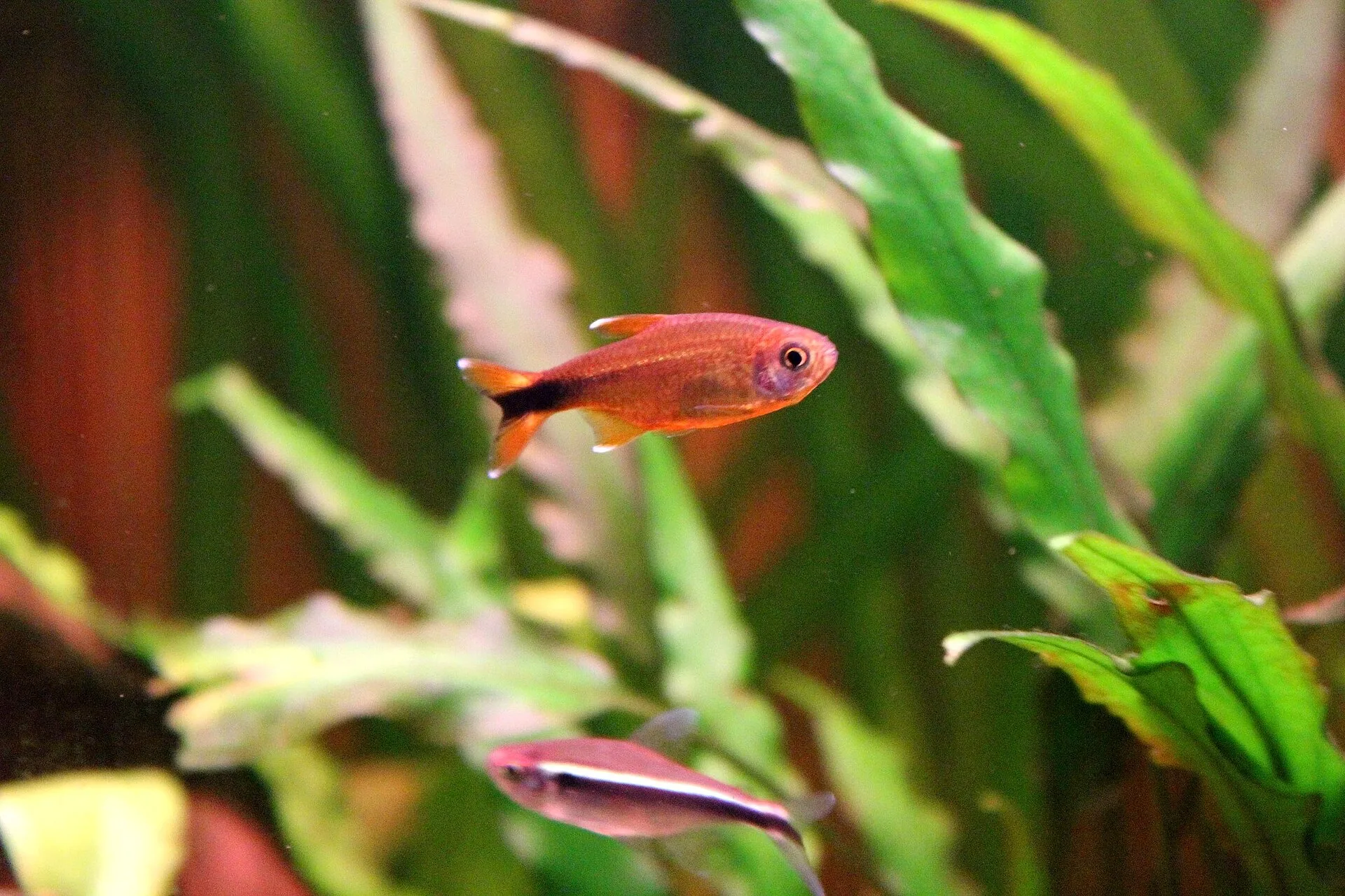 Silver Tip Tetra in a freshwater aquarium
