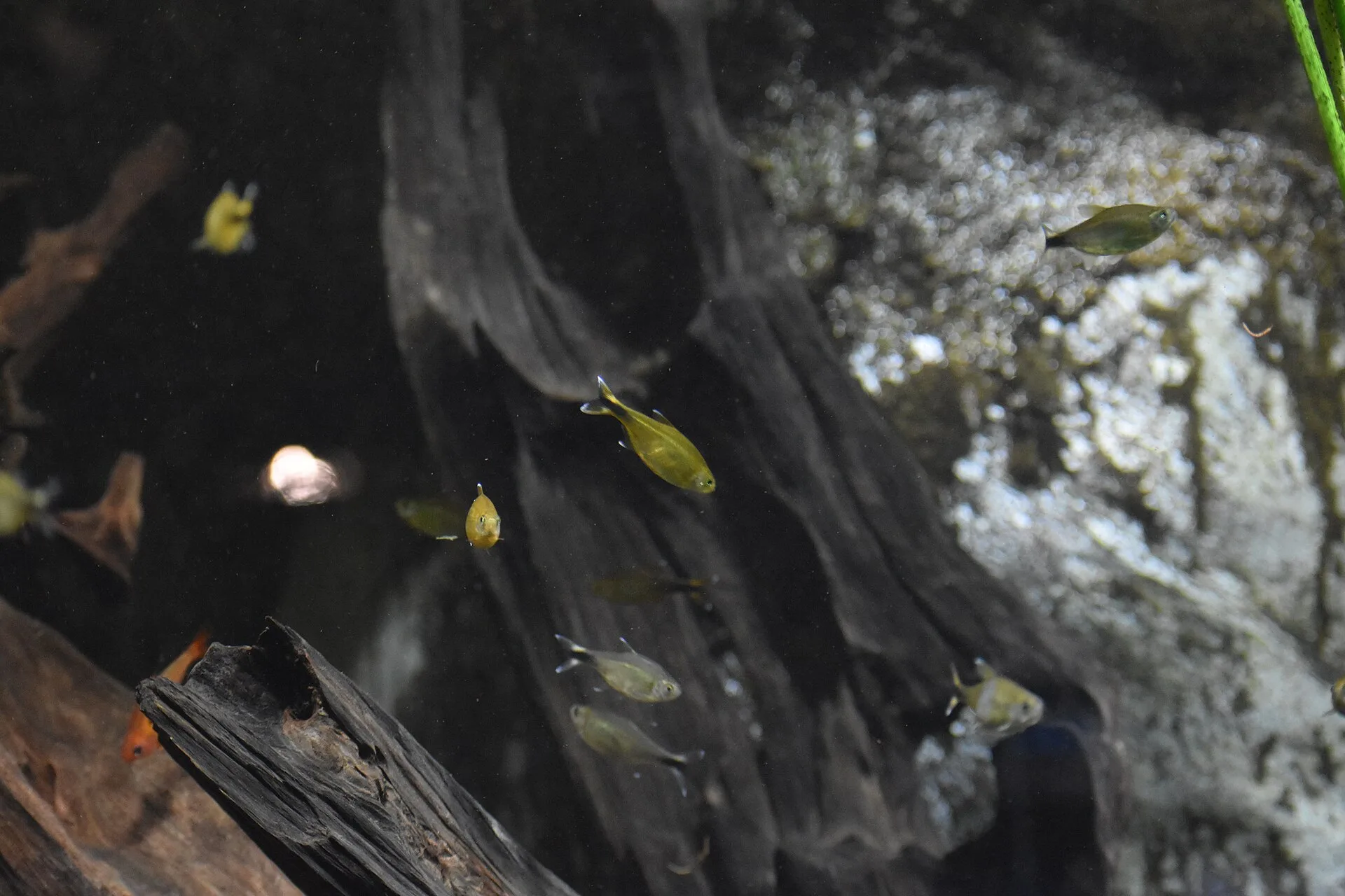 Silver Tip Tetra showing natural colour and shape