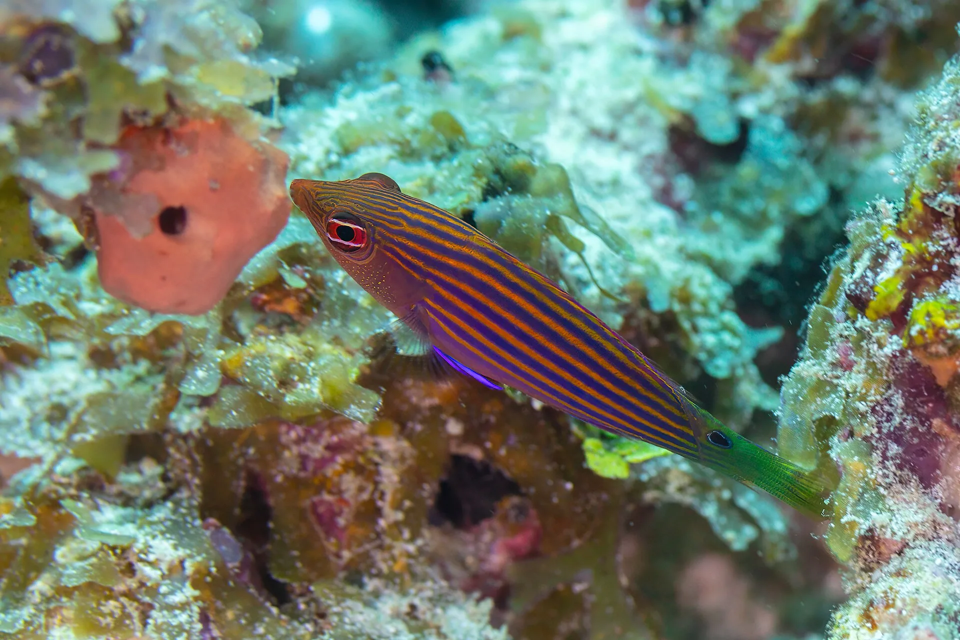 Six Line Wrasse aquarium photo