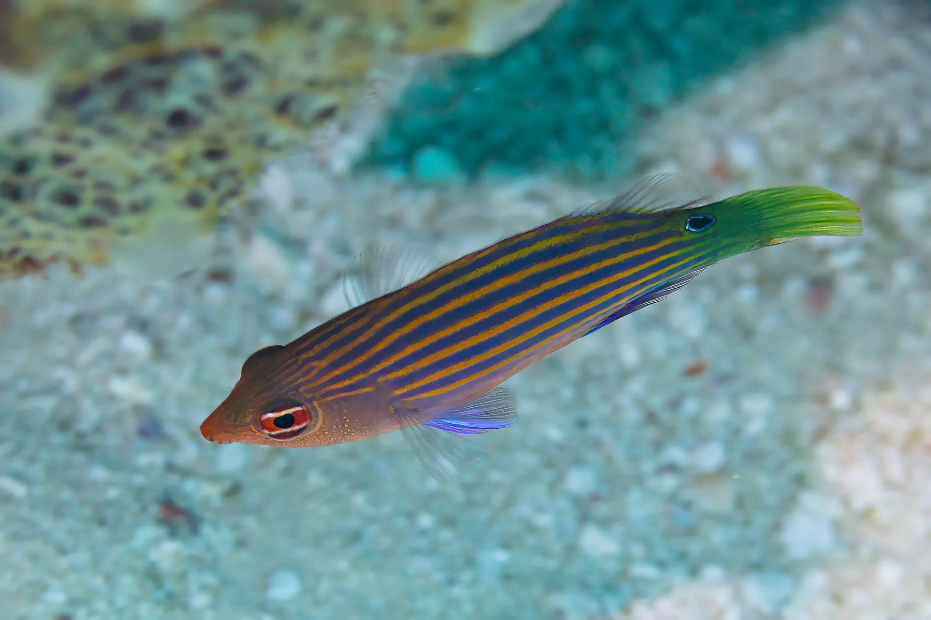 Six Line Wrasse aquarium photo