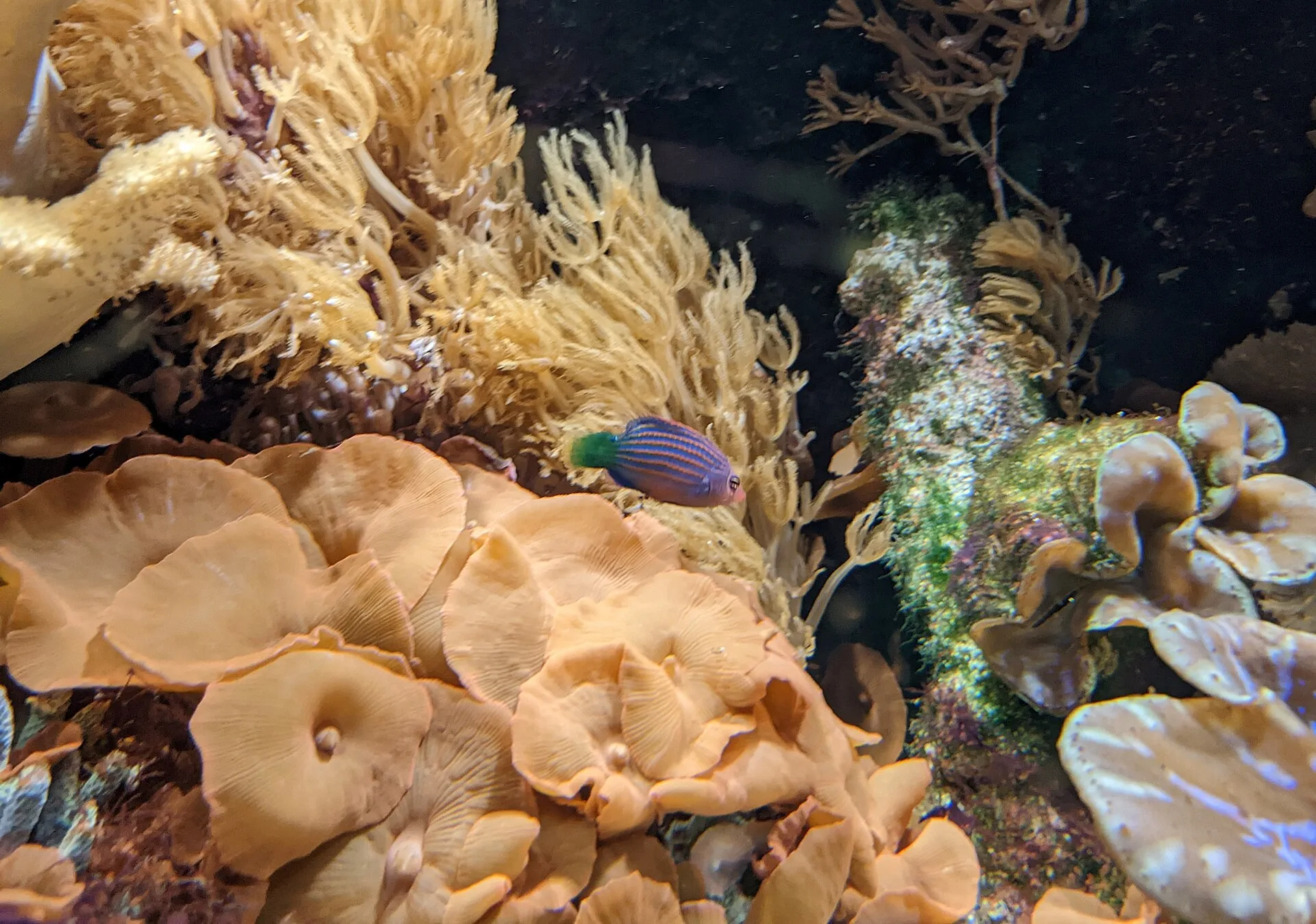 Six Line Wrasse (Pseudocheilinus hexataenia)