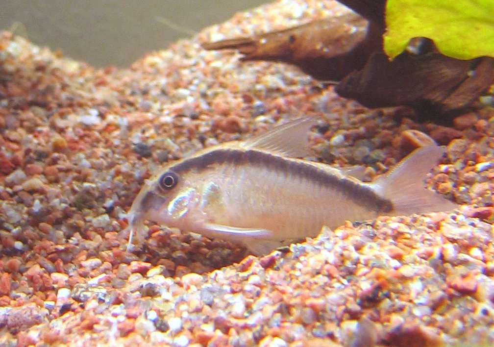 Skunk Corydoras aquarium photo