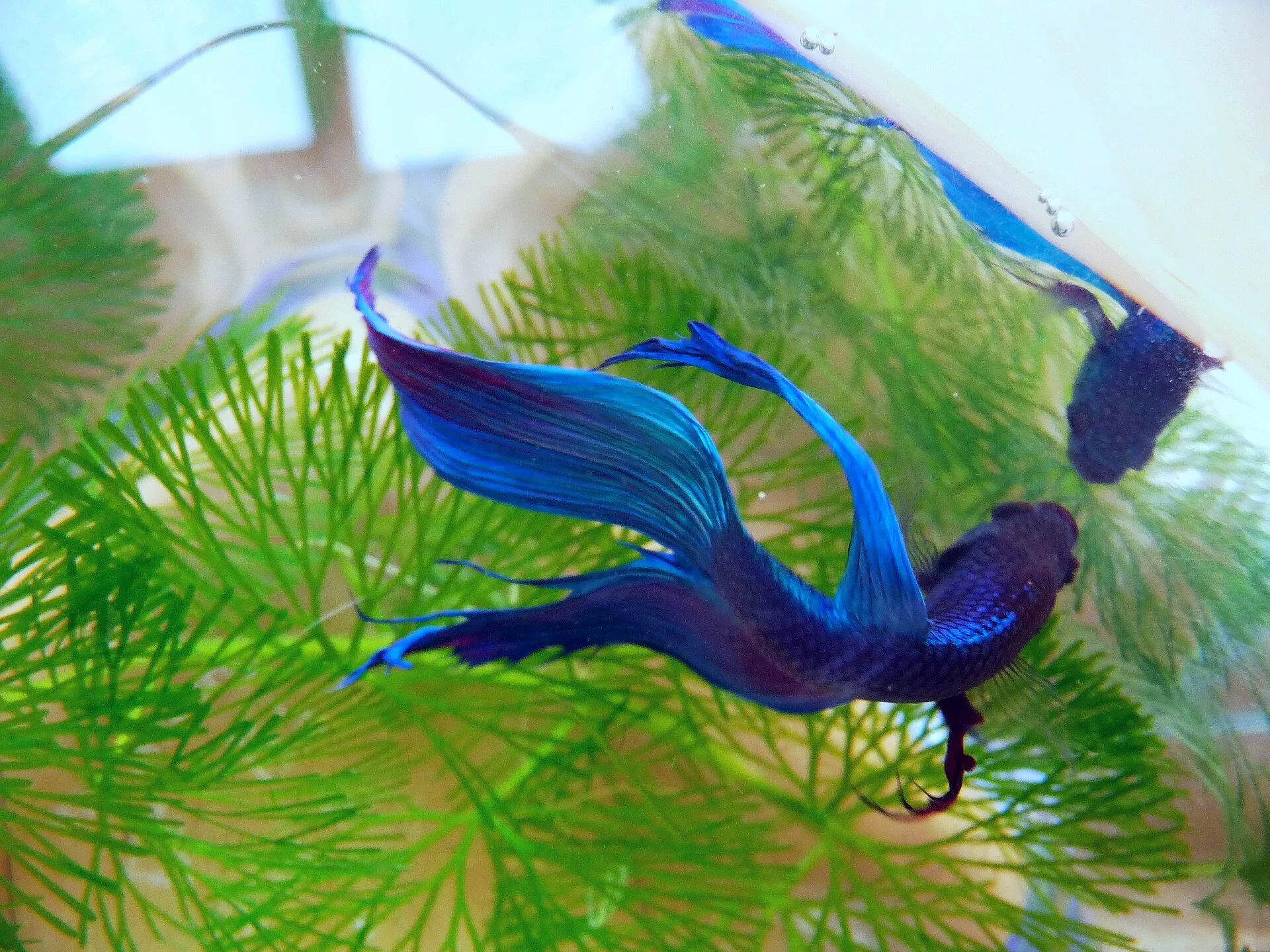 Betta accepting pellet food