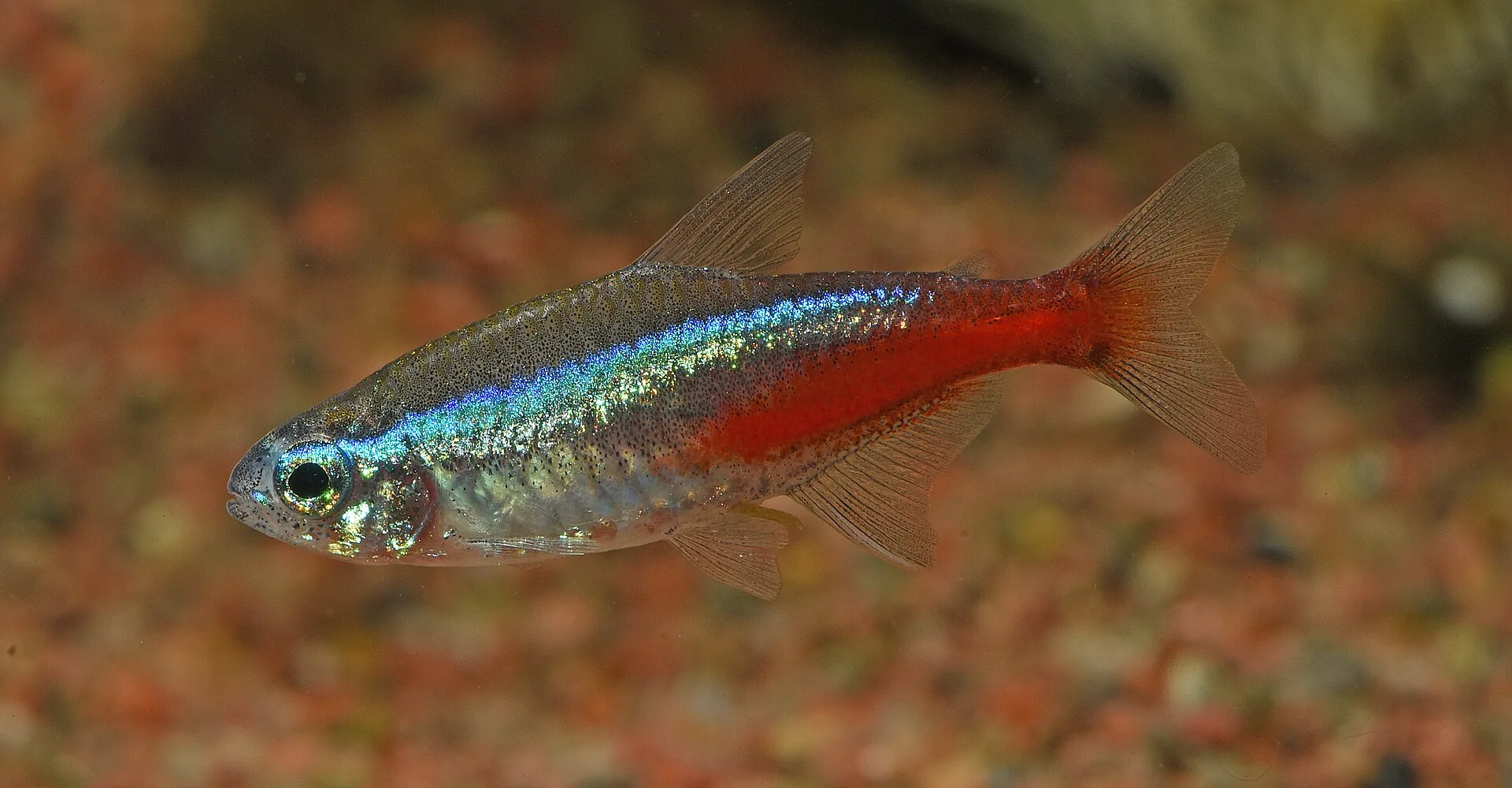 Soft Water Fish and Blackwater Chemistry