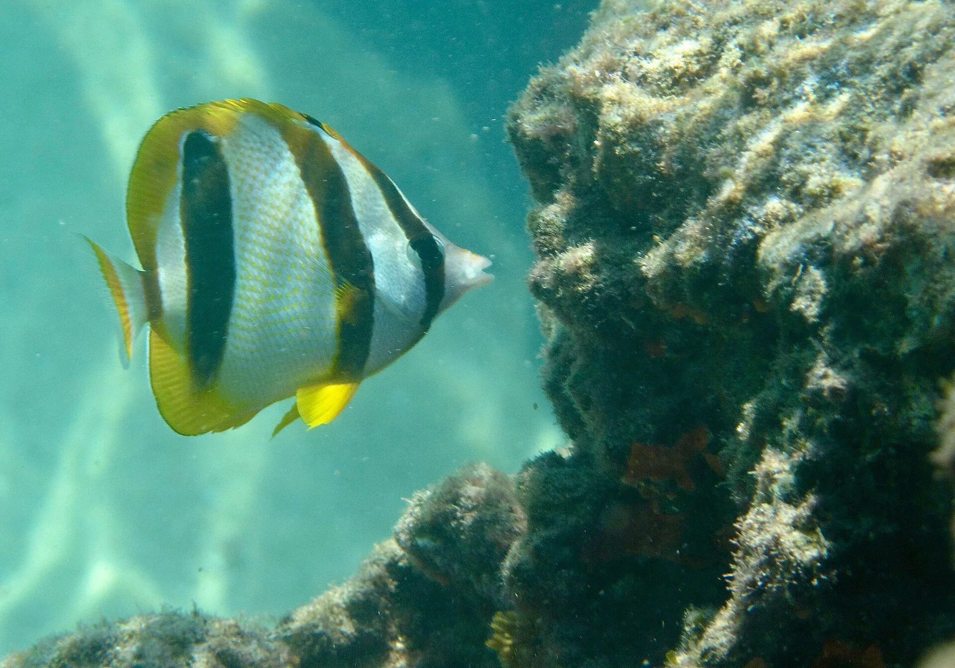 South African Butterflyfish aquarium photo