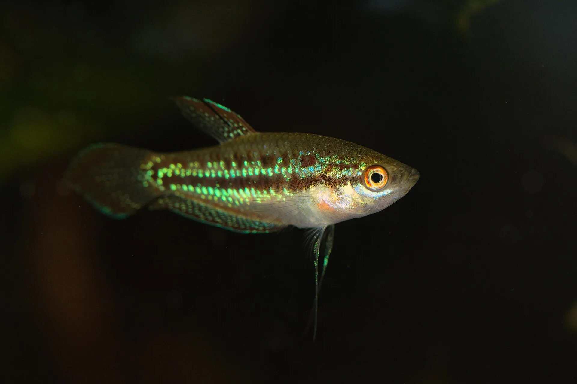 Sparkling Gourami in aquarium