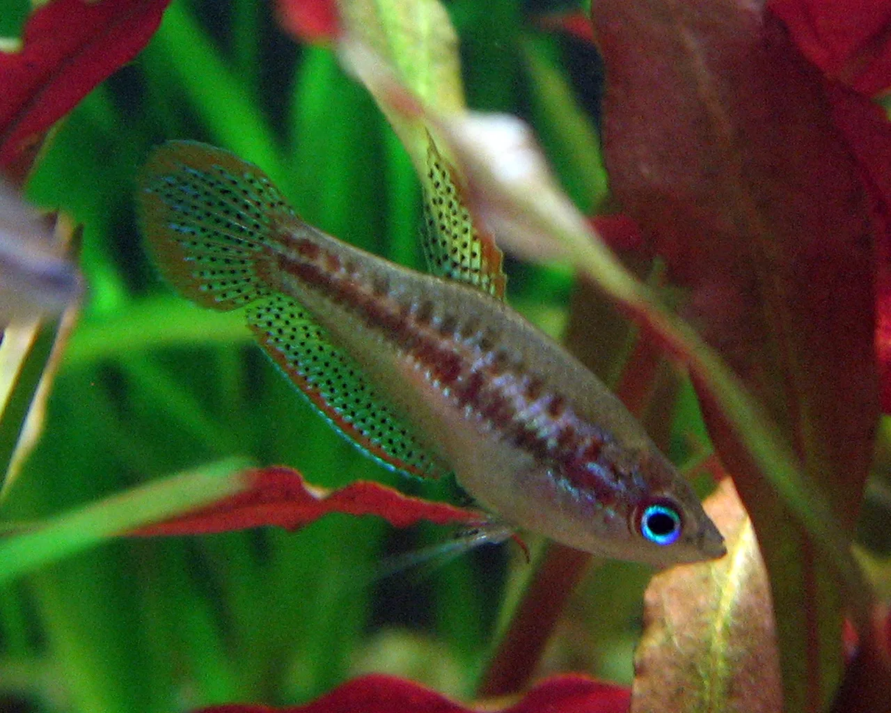 Close view of Sparkling Gourami (Trichopsis pumila)