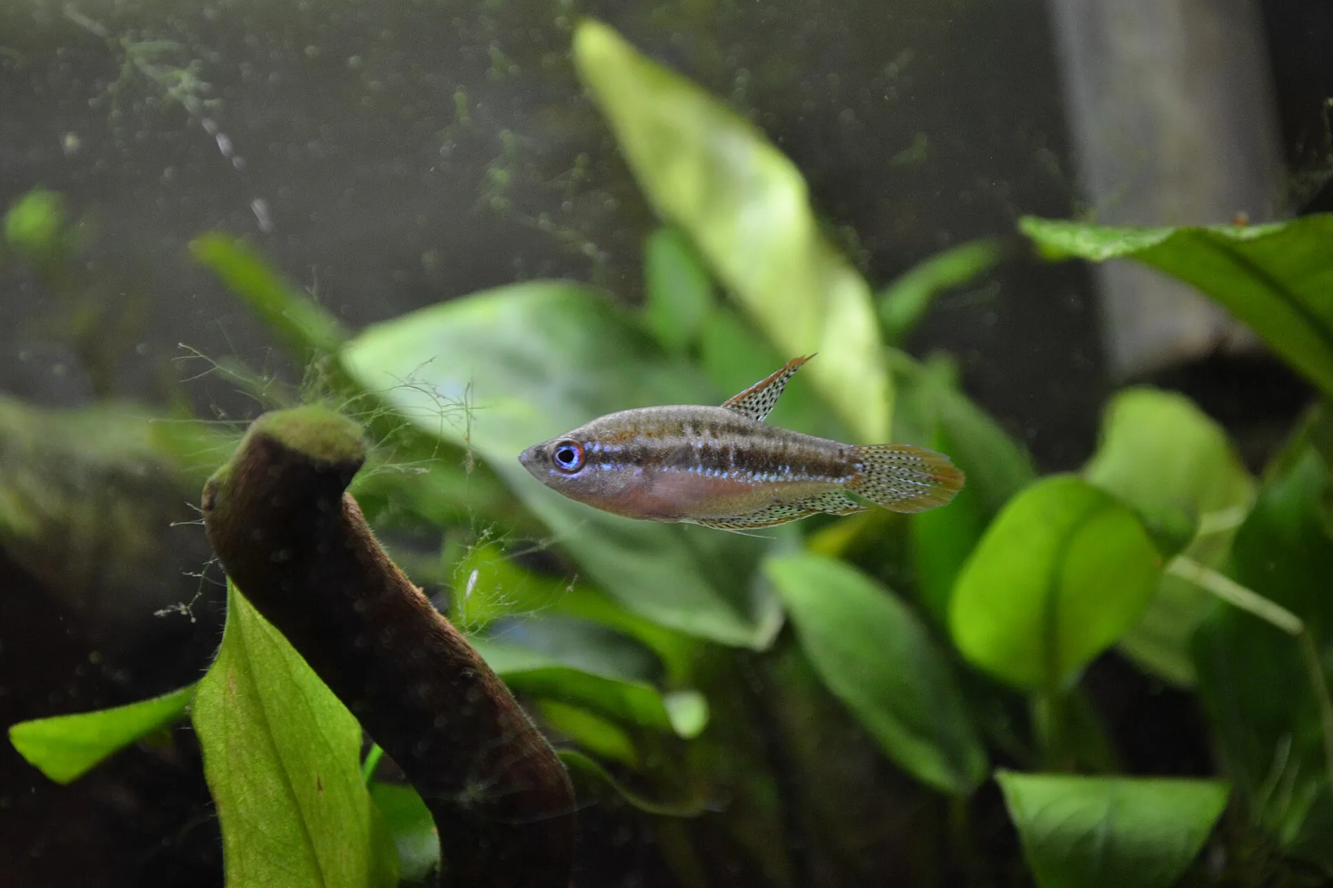 Sparkling Gourami (Trichopsis pumila)